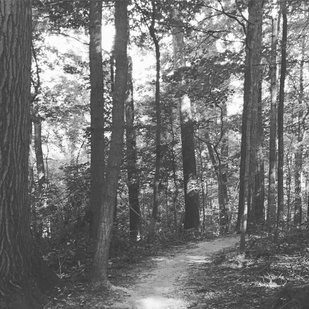A winding dirt path through a dense forest, surrounded by tall trees and dappled sunlight filtering through the leaves. The image is in black and white, emphasizing the textures of the tree bark and the peacefulness of the natural setting. Fort Harrison State Park mountain bike trail.