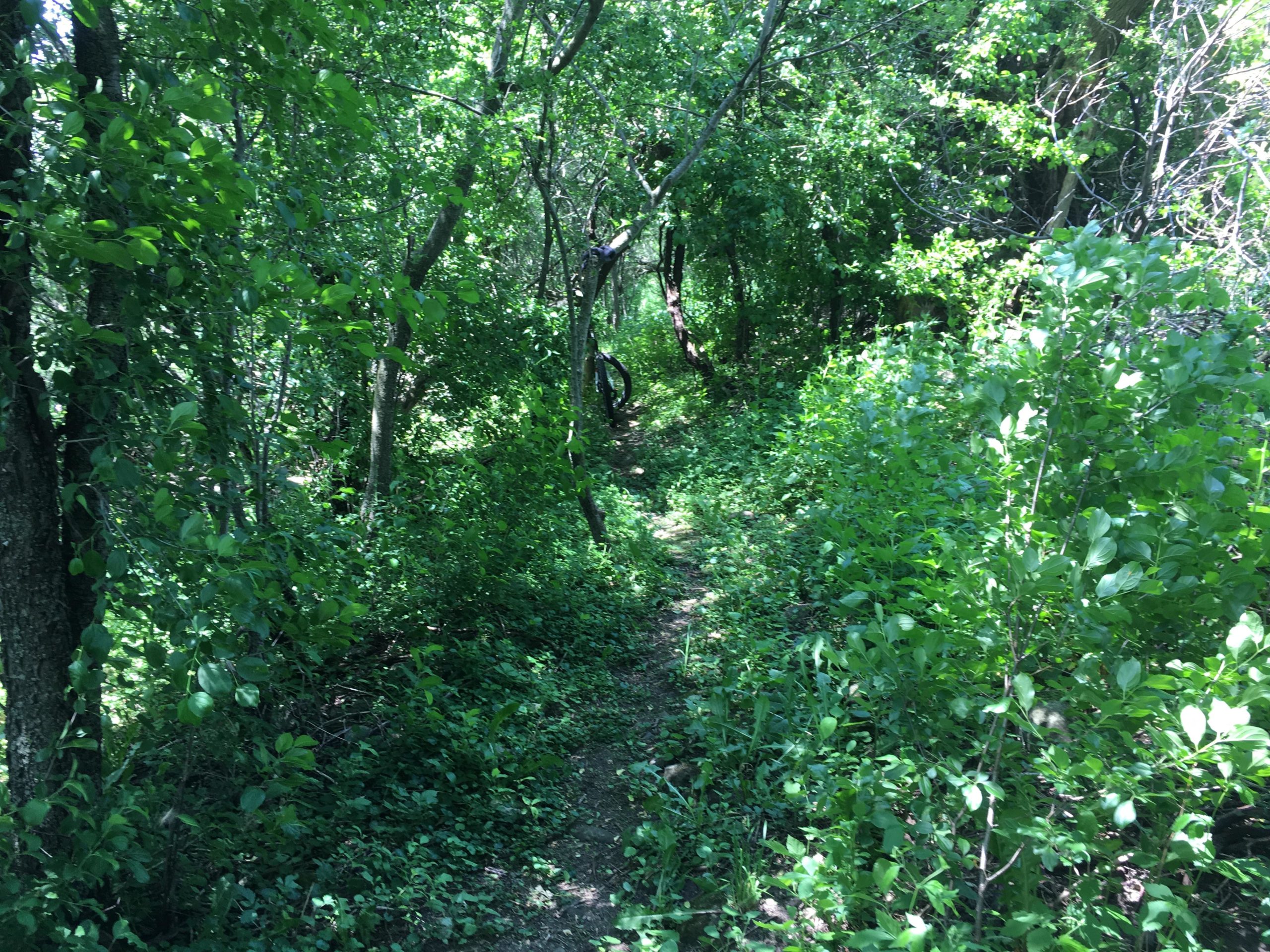 A narrow, winding pathway through a lush, green forest, flanked by dense foliage and trees, creating a serene and tranquil atmosphere. Hardy Rd. Trail mountain bike trail.