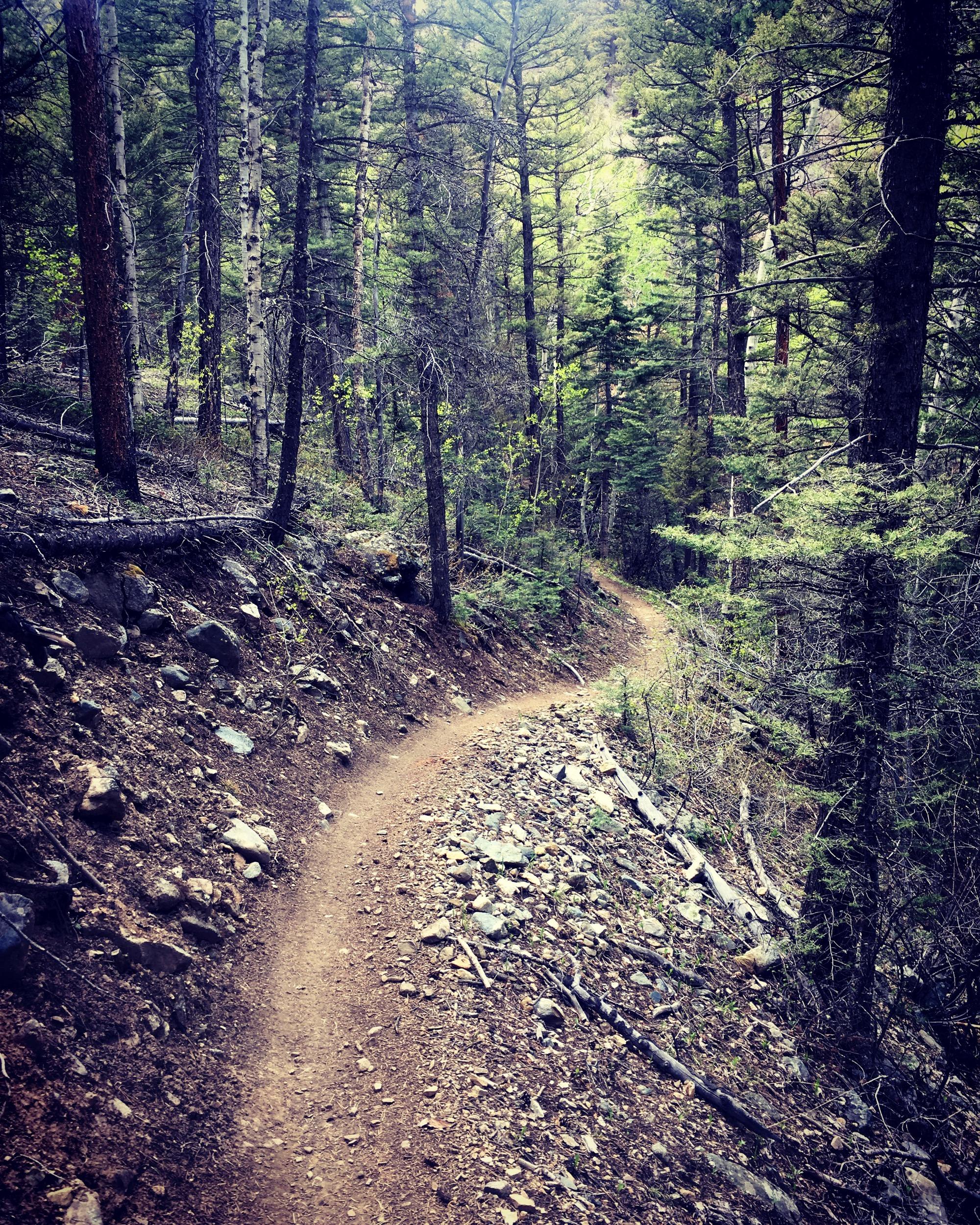 A winding dirt path through a densely wooded forest, featuring tall green trees and rocky ground, creating a tranquil and scenic hiking environment. Rainbow Trail: Methodist Mountain Thd to Bear Creek Thd mountain bike trail.