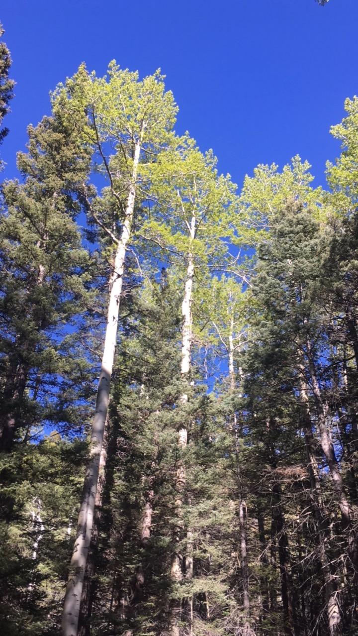 Tall trees reaching for a clear blue sky, surrounded by lush greenery in a dense forest. Rainbow Trail: Methodist Mountain Thd to Bear Creek Thd mountain bike trail.