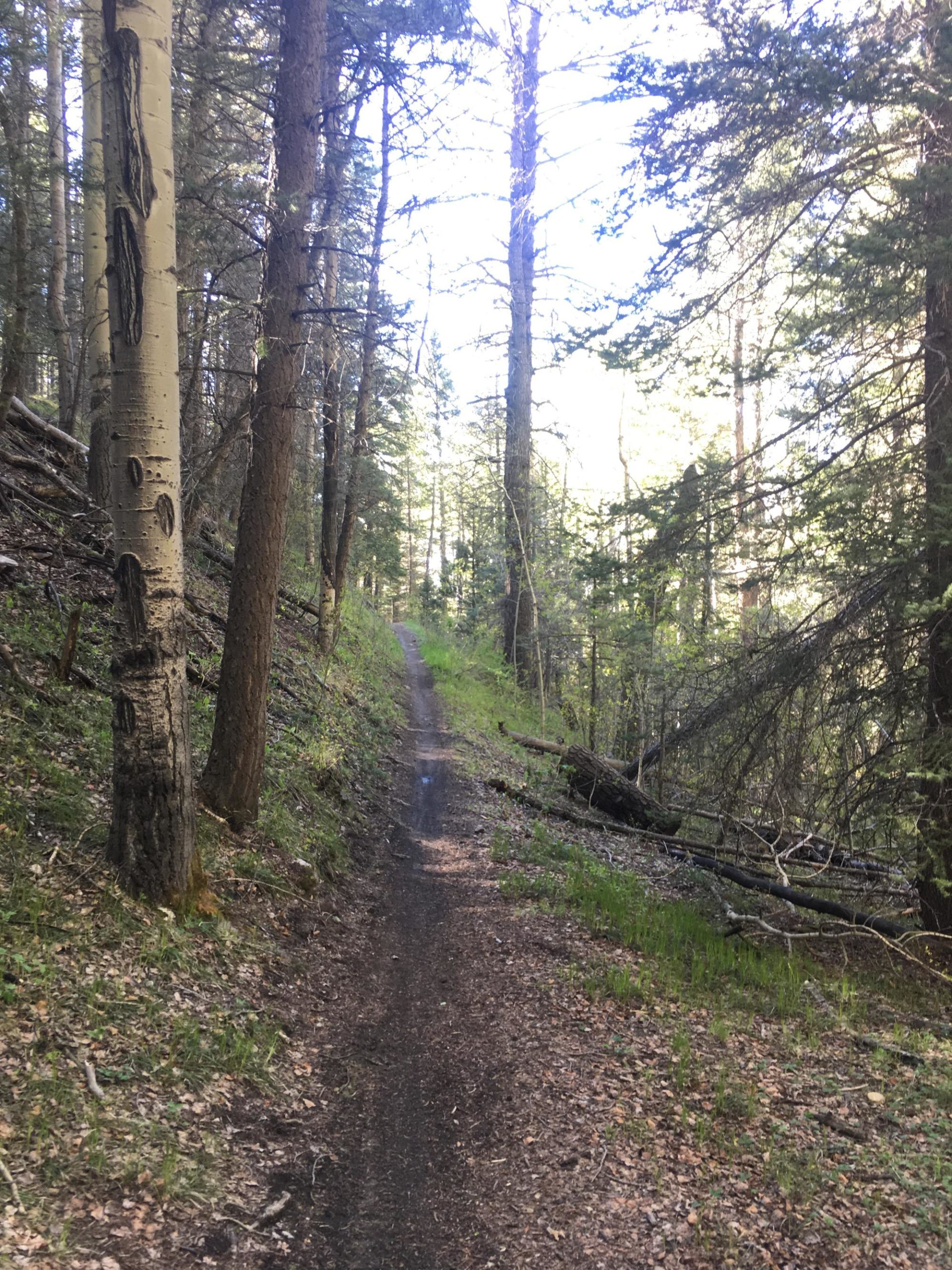 A narrow dirt trail winding through a forest, surrounded by tall trees and scattered logs. Sunlight filters through the canopy, illuminating patches of grass and the forest floor covered in leaves. Rainbow Trail: Methodist Mountain Thd to Bear Creek Thd mountain bike trail.