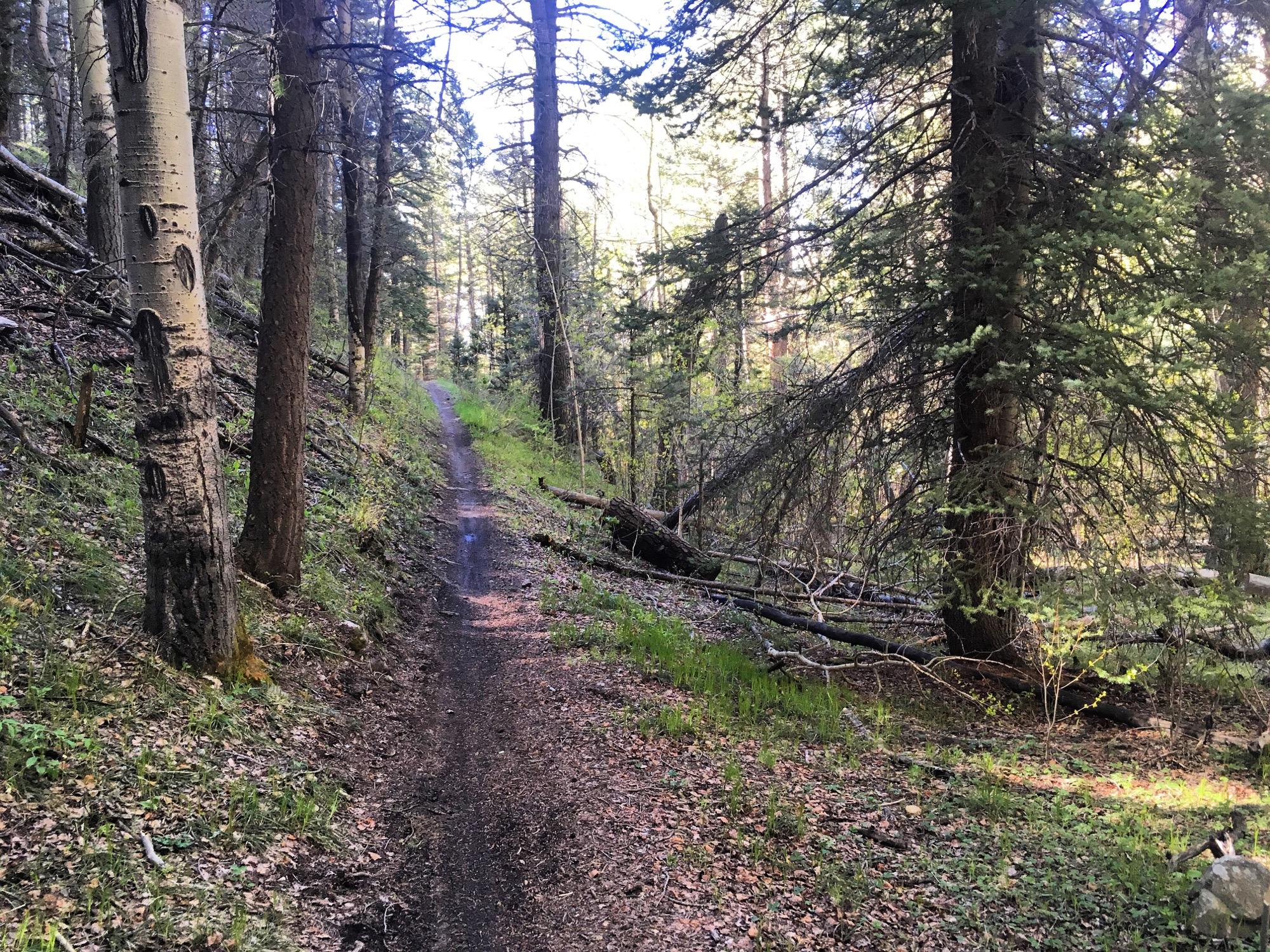 A narrow dirt trail winds through a lush forest, surrounded by tall trees and underbrush. Sunlight filters through the leaves, illuminating patches of green grass and scattered fallen leaves along the trail. Rainbow Trail: Methodist Mountain Thd to Bear Creek Thd mountain bike trail.