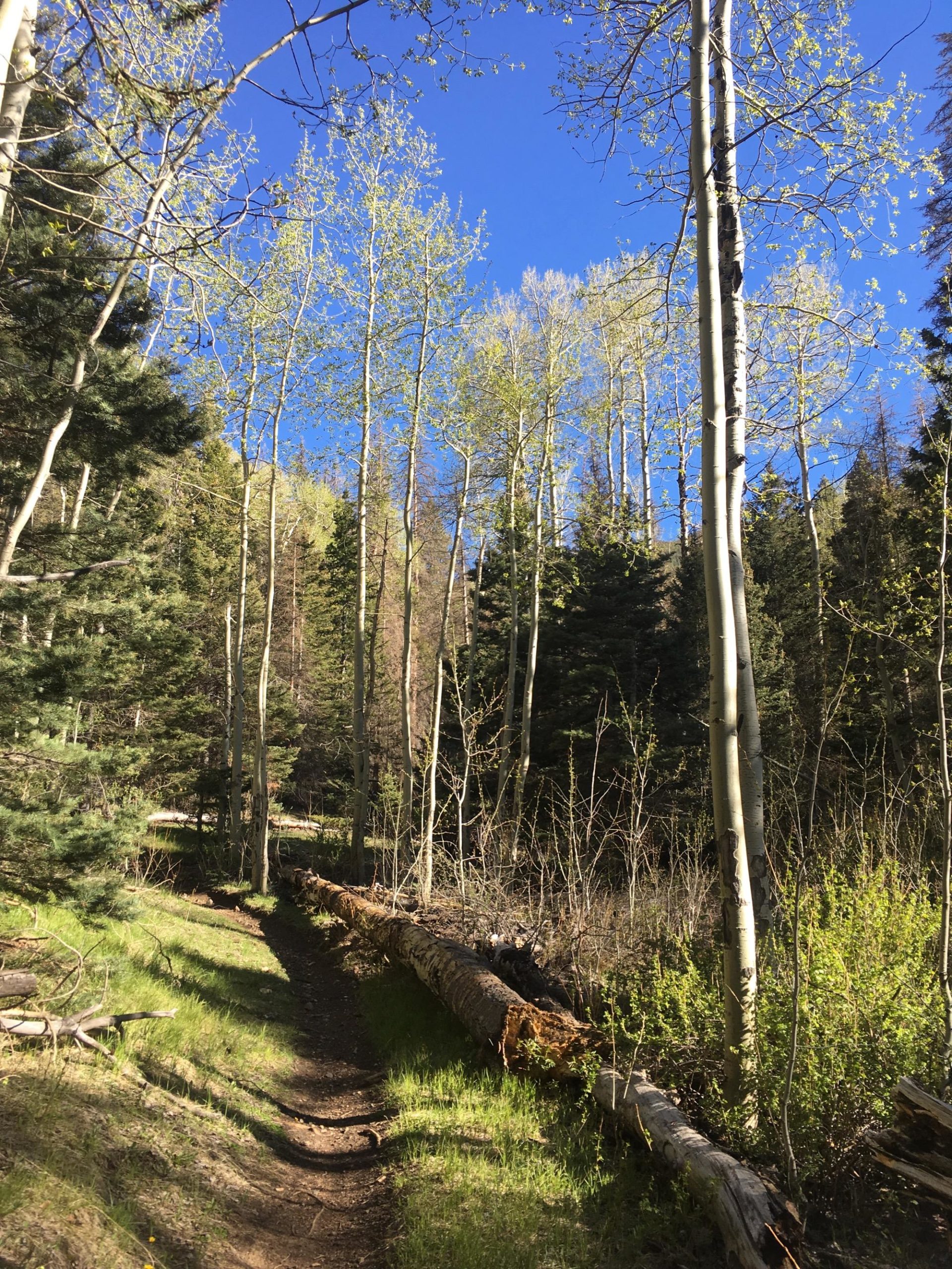 A serene forest path winding through tall trees with fresh green leaves under a clear blue sky. Fallen logs line the trail, surrounded by lush grass and dense underbrush, creating a peaceful natural setting. Rainbow Trail: Bear Creek Thd to Kerr Gulch Thd mountain bike trail.