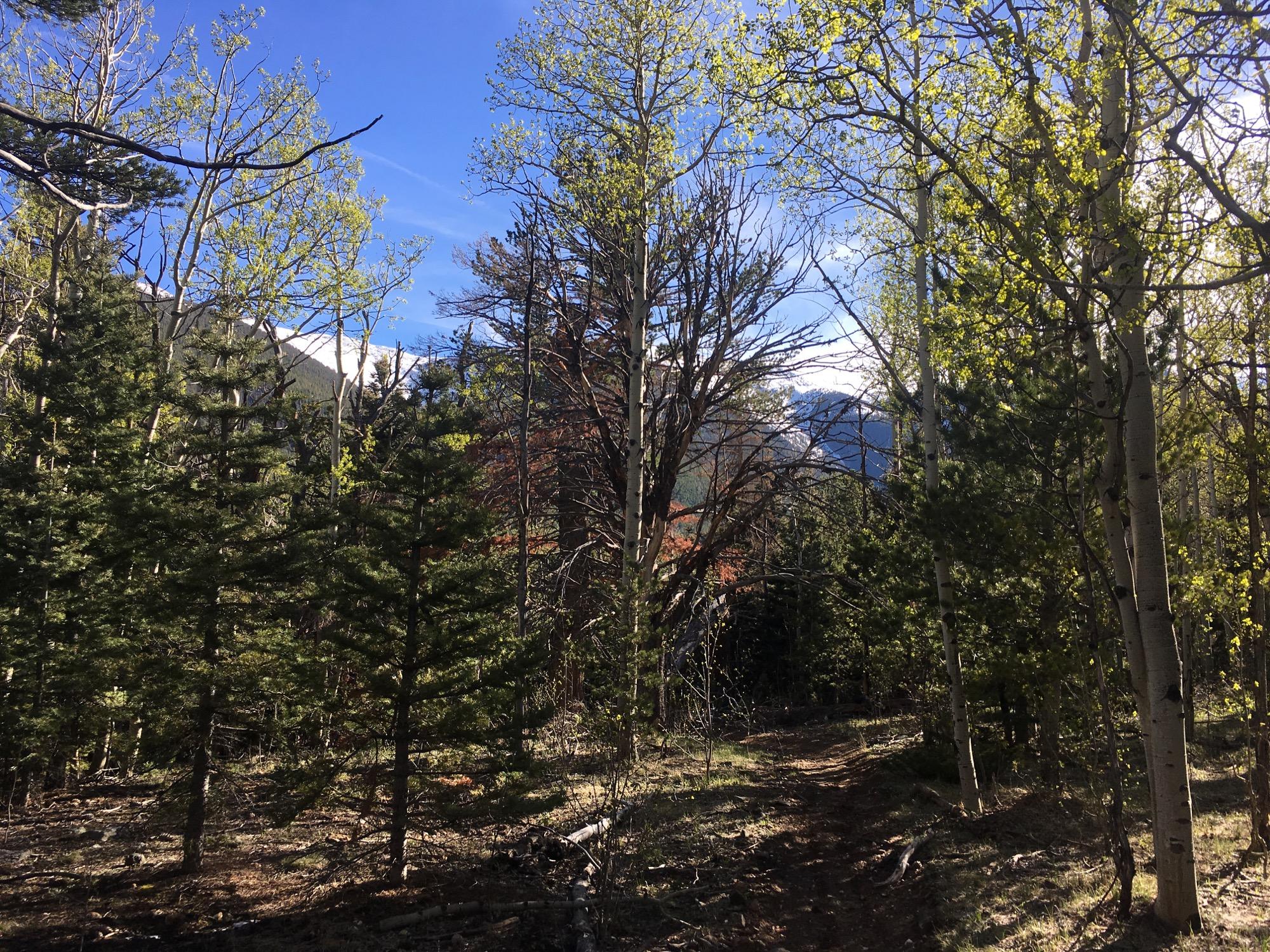 A serene forest scene featuring a mix of evergreen and aspen trees with fresh green leaves. The background reveals a blue sky and distant mountains, suggesting a peaceful outdoor trail. The ground is a mix of soil and small rocks, indicating a natural hiking path. Rainbow Trail: Bear Creek Thd to Kerr Gulch Thd mountain bike trail.