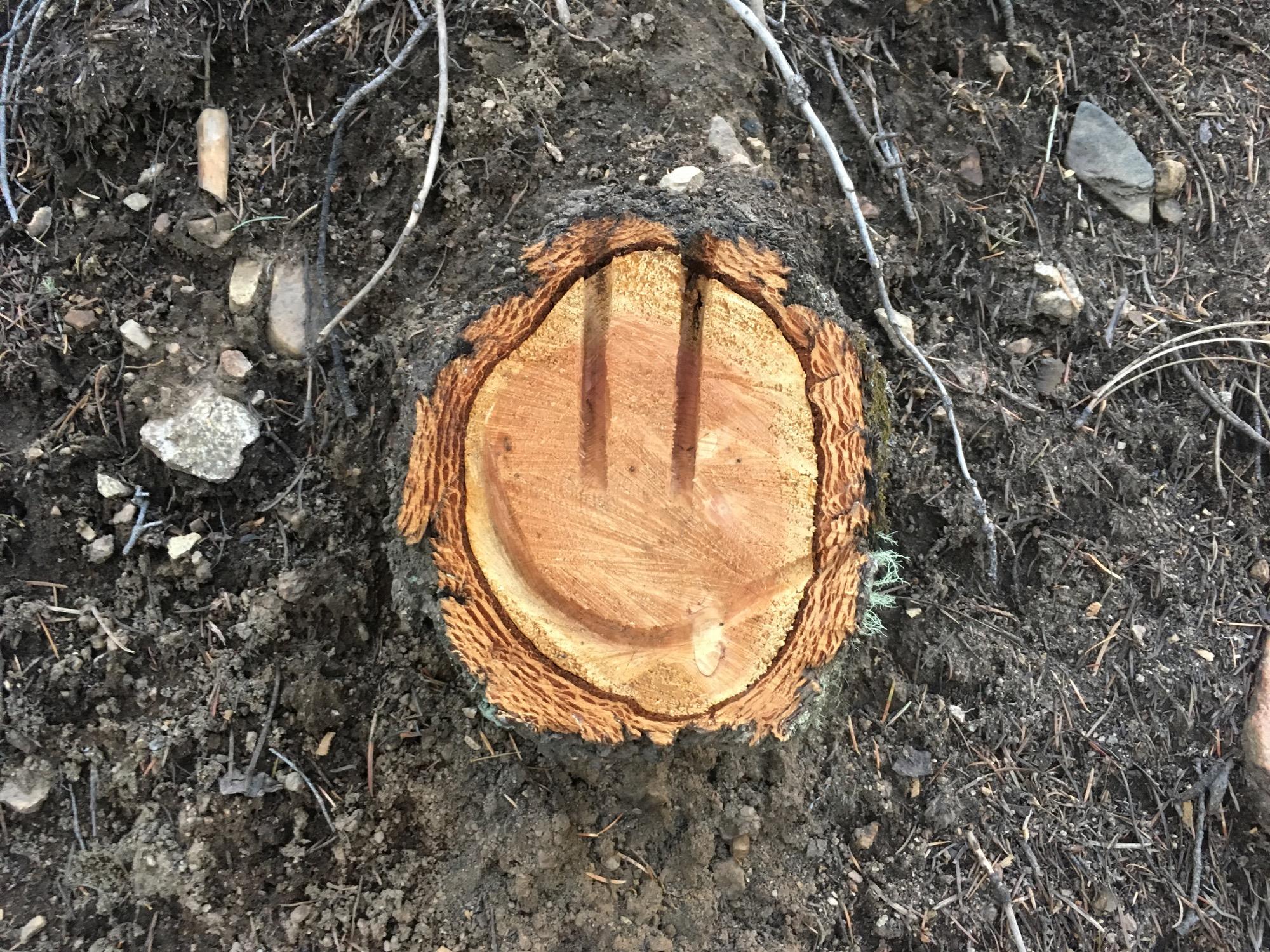 A cut tree stump in earthy soil, featuring a smooth, circular surface with a light brown color. The stump has two distinct marks resembling a smiling face, along with the surrounding dark soil and scattered small rocks and twigs. Rainbow Trail: Methodist Mountain Thd to Bear Creek Thd mountain bike trail.
