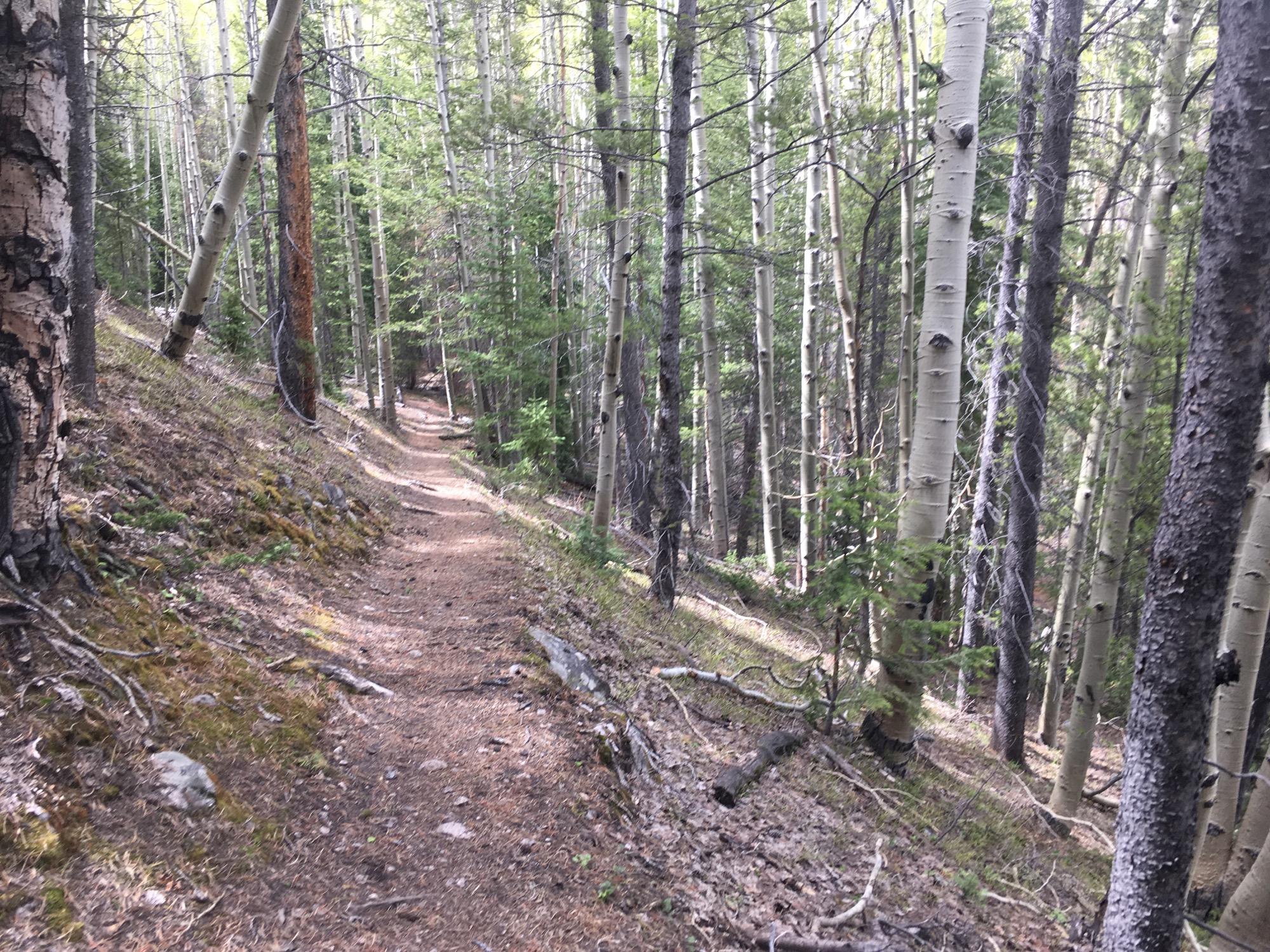 A winding dirt path through a dense forest, flanked by tall trees with varying bark textures. Sunlight filters through the leaves, illuminating patches of greenery and highlighting the natural earthy tones of the woodland floor. Colorado Trail: Mt. Shavano thd to Chalk Creek thd mountain bike trail.