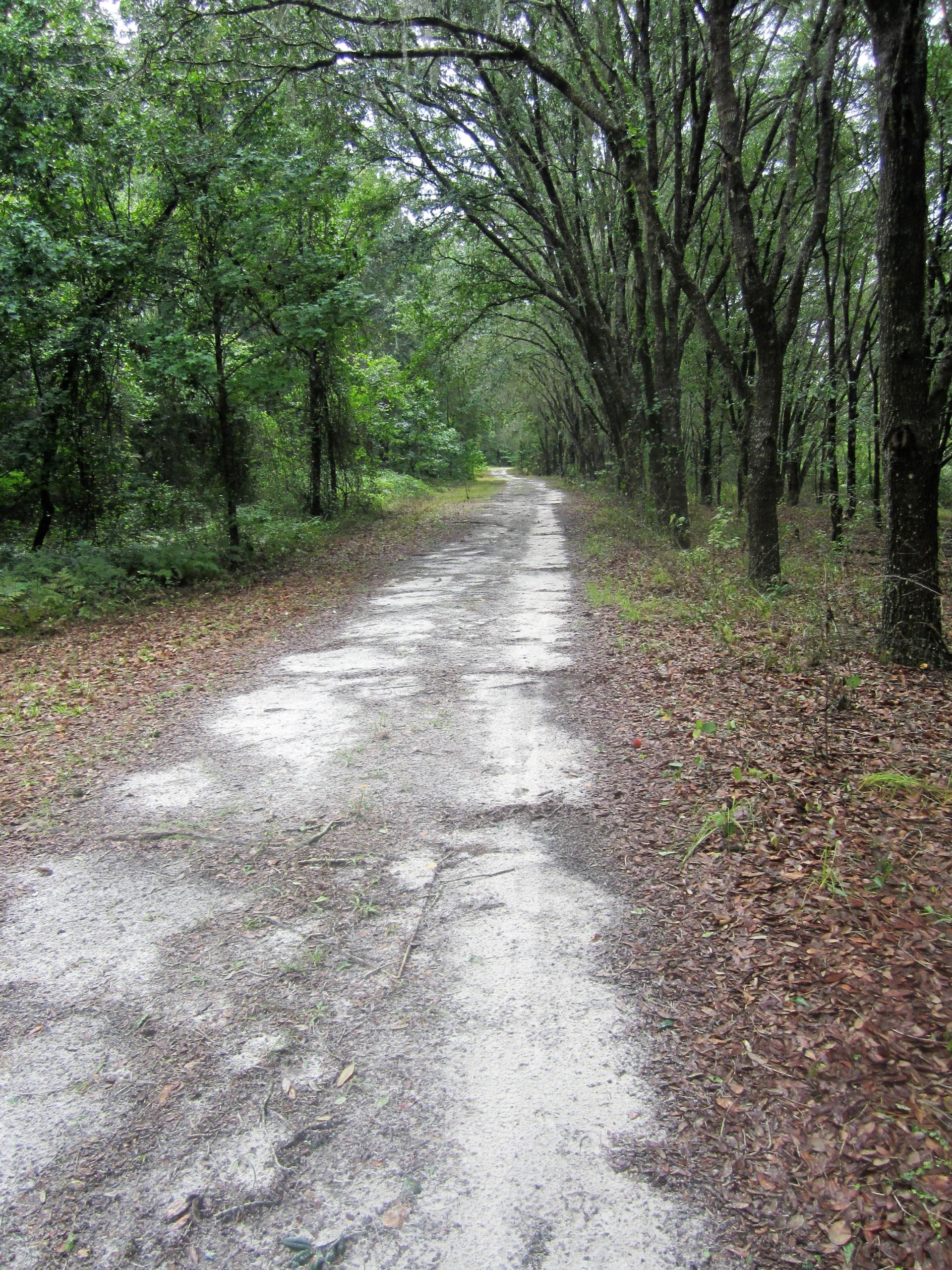 A peaceful dirt path winding through a lush, green forest, lined with trees on either side. The ground is scattered with fallen leaves, adding to the natural ambiance. Alafia River State Park mountain bike trail.