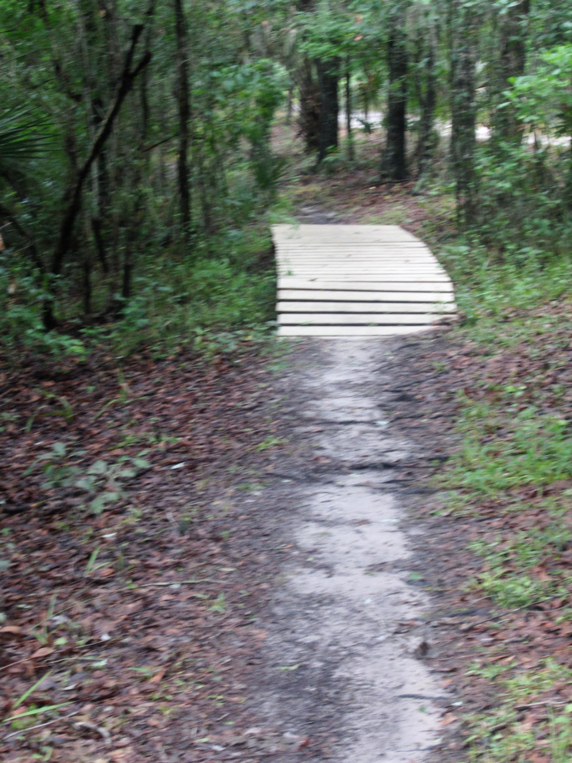 A narrow dirt path winding through a lush, green forest, leading to a wooden bridge. The area is surrounded by trees and scattered leaves on the ground, suggesting a peaceful and natural environment. Alafia River State Park mountain bike trail.