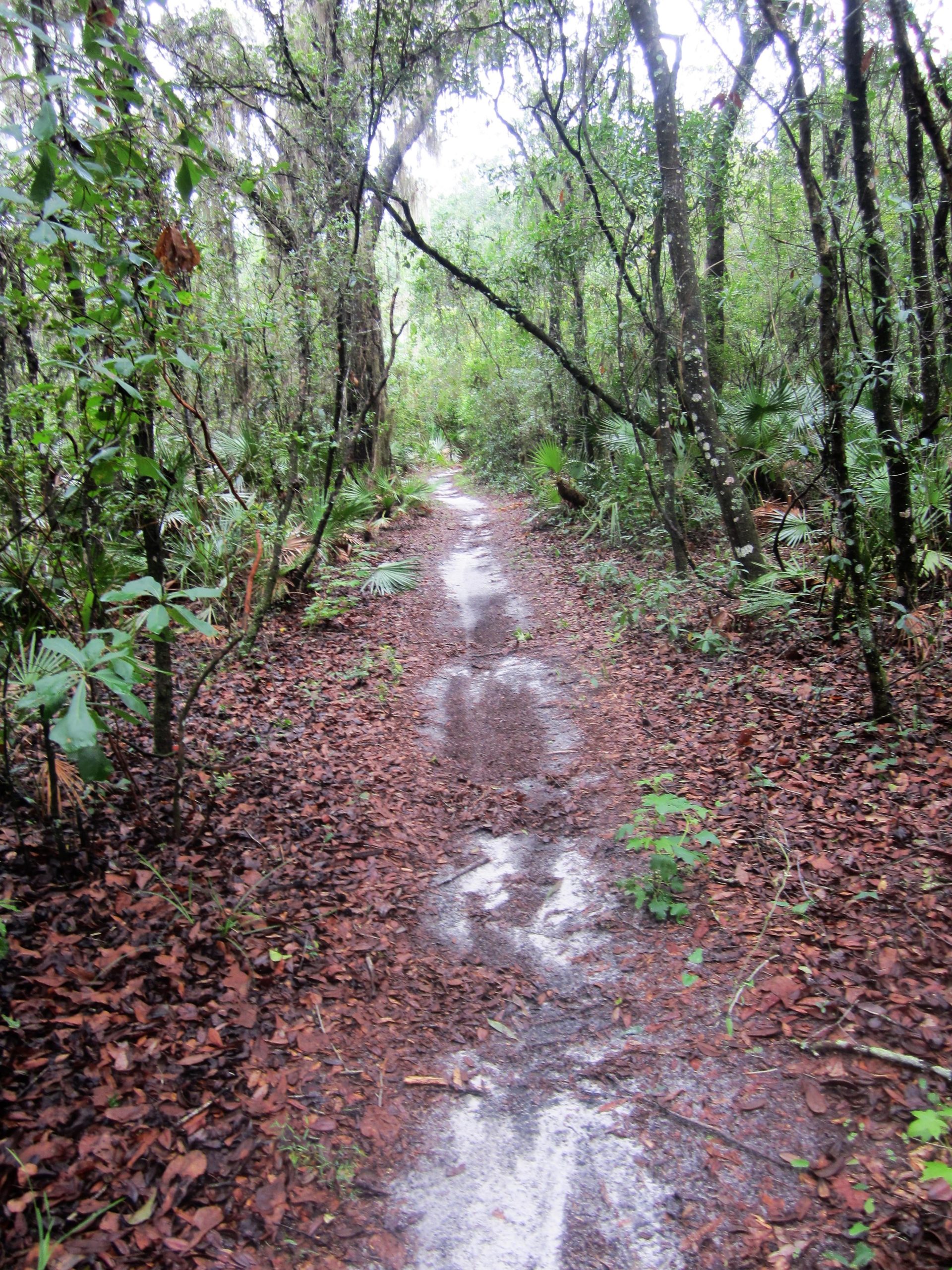 A dirt path winding through a dense, lush forest, surrounded by leafy trees and underbrush, with fallen leaves covering the ground. Alafia River State Park mountain bike trail.