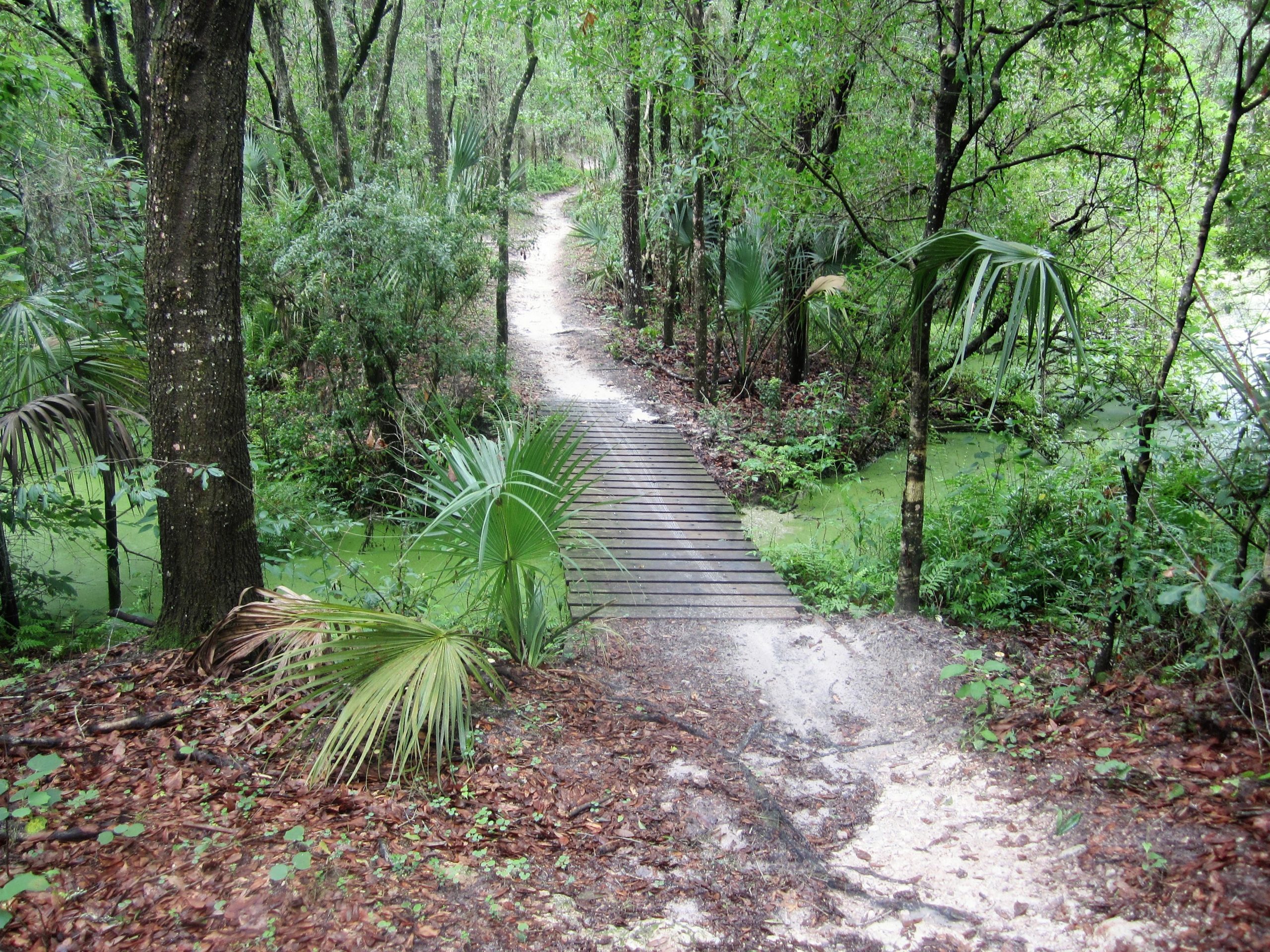 A winding dirt path surrounded by lush greenery leads into a forested area, with a wooden bridge crossing over a waterlogged section. The ground is covered in fallen leaves and occasional palm fronds, while the dense vegetation creates a serene, natural atmosphere. Alafia River State Park mountain bike trail.