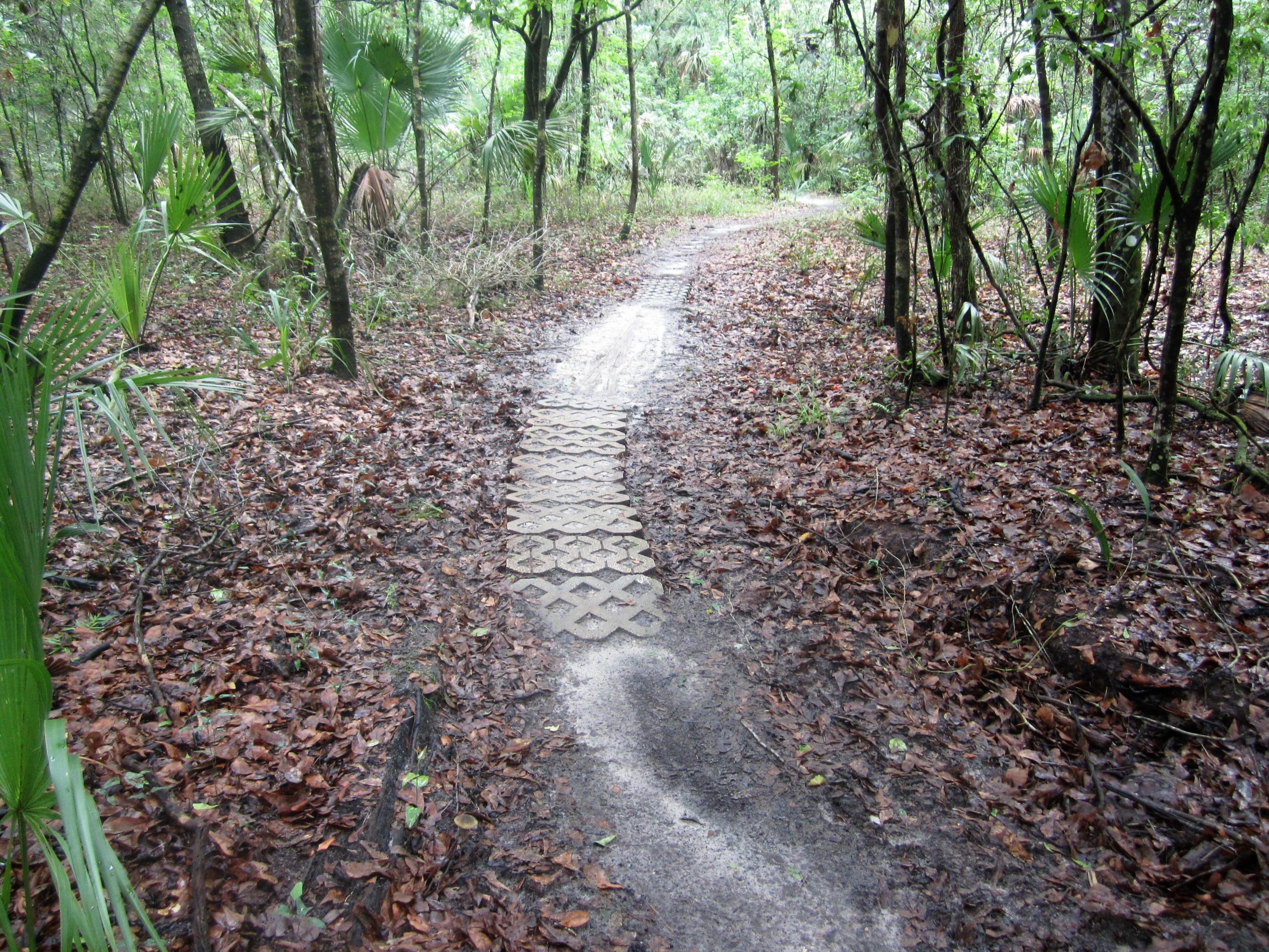 A narrow trail winding through a lush, green forest, with a path made of textured paving stones. Surrounding the trail is a mix of mud and fallen leaves, alongside vibrant vegetation and palm fronds, indicating a damp environment. Alafia River State Park mountain bike trail.