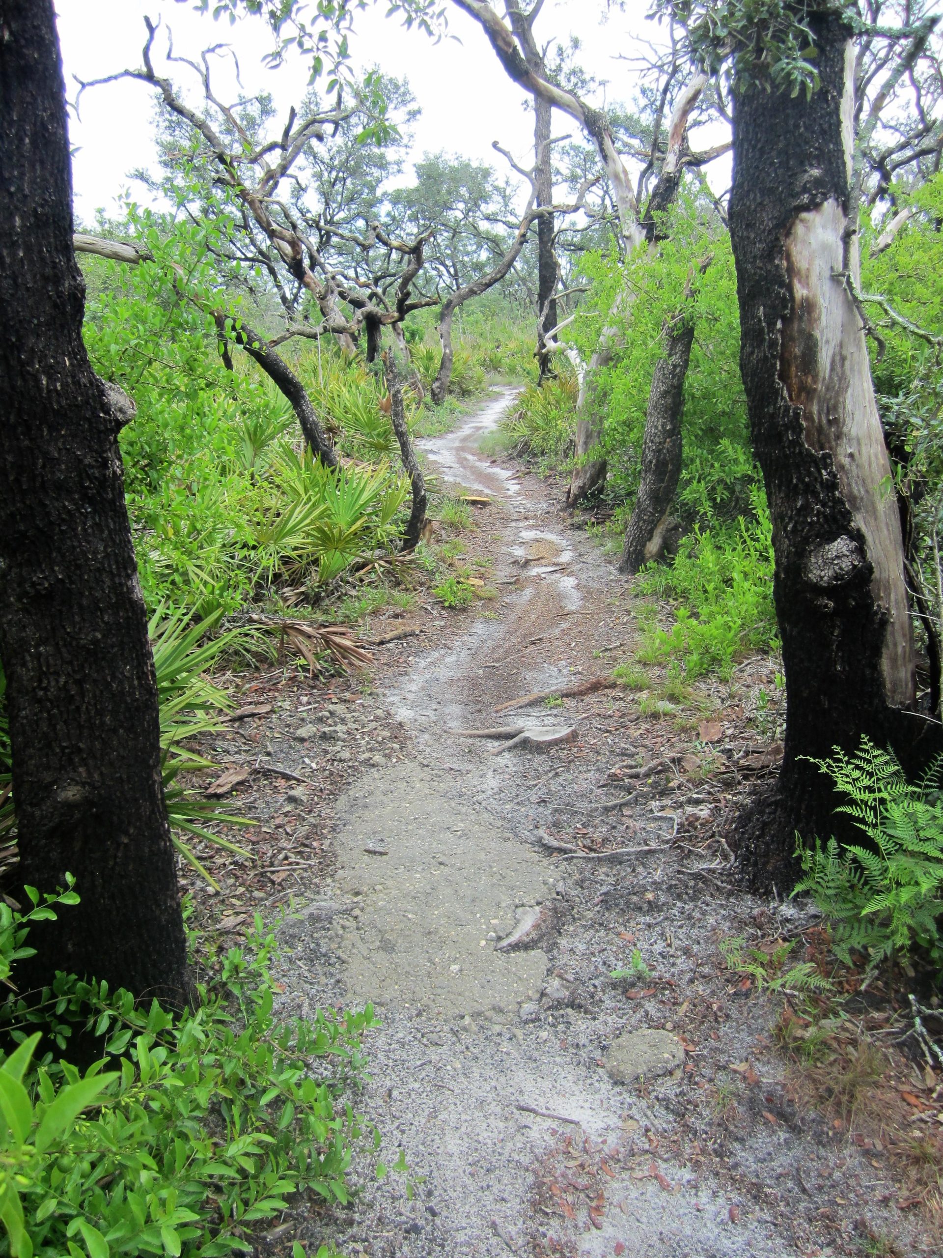 A winding dirt path surrounded by dense greenery and trees, leading through a natural landscape. The trail is partially covered with small rocks and dirt, flanked by various plants and shrubs on both sides. Alafia River State Park mountain bike trail.