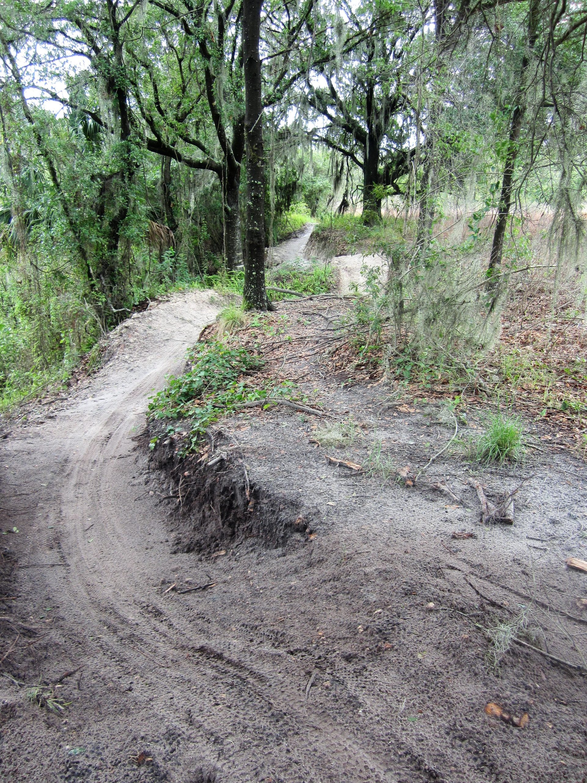 A winding dirt trail surrounded by lush greenery and trees, with a mix of sand and soil visible. The path is obscured in some areas by vegetation, creating a natural, rustic landscape. Alafia River State Park mountain bike trail.