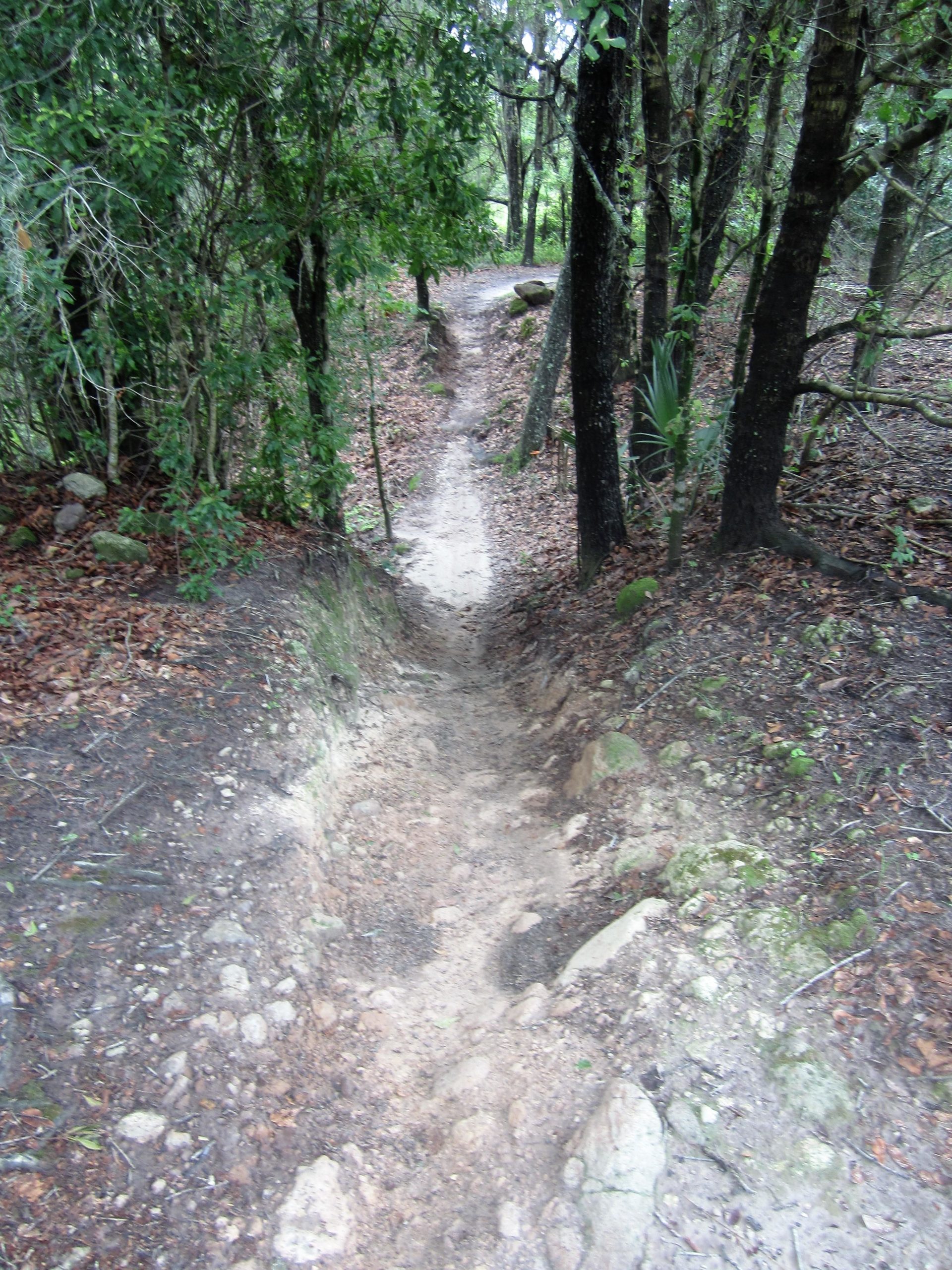 A narrow dirt trail winding through a forest, bordered by trees and scattered rocks. The path features a mix of sandy and rocky surfaces, with fallen leaves on the ground, leading deeper into the greenery. Alafia River State Park mountain bike trail.