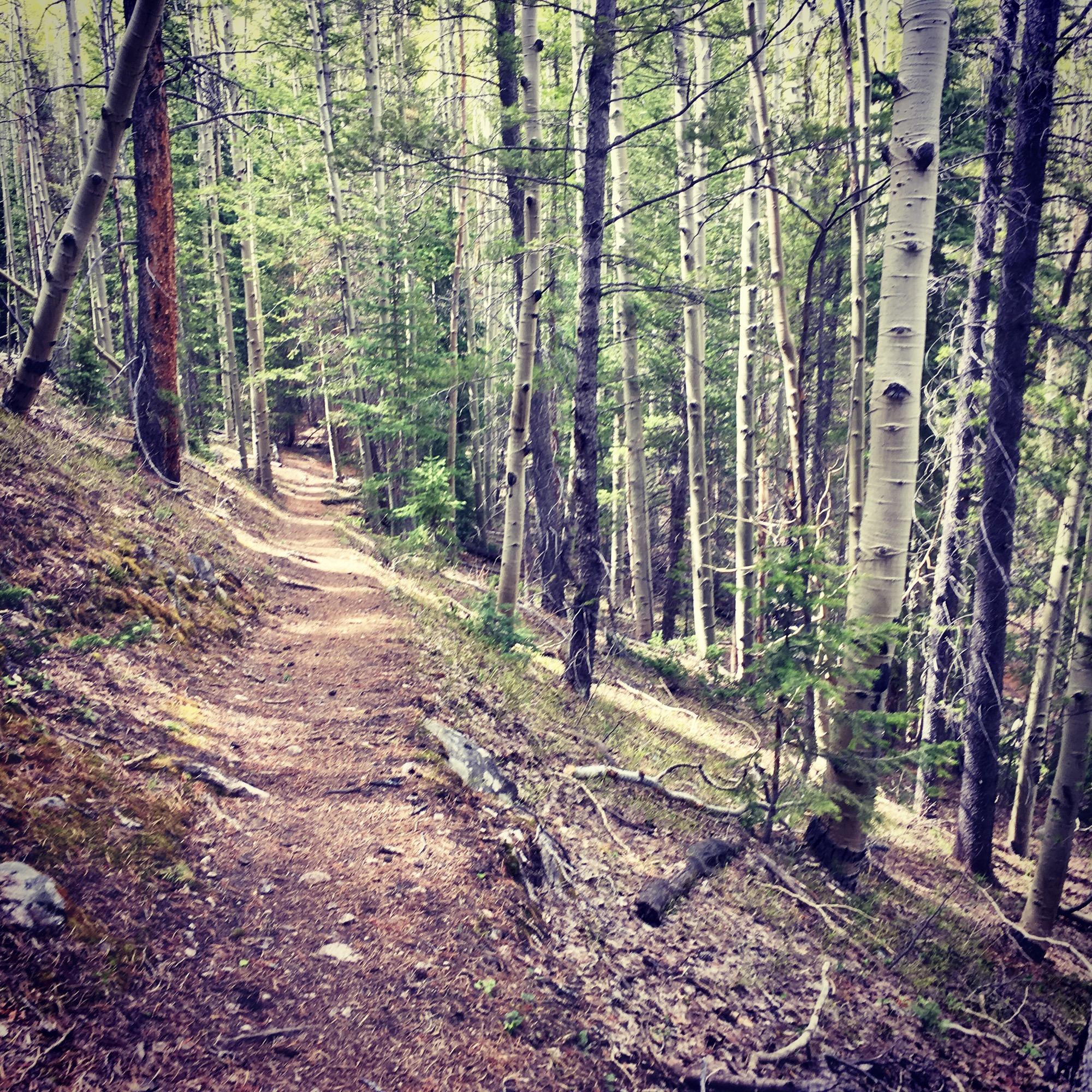 A winding dirt path through a tranquil forest, lined with tall trees and sparse underbrush, inviting exploration and adventure. Colorado Trail: Mt. Shavano thd to Chalk Creek thd mountain bike trail.