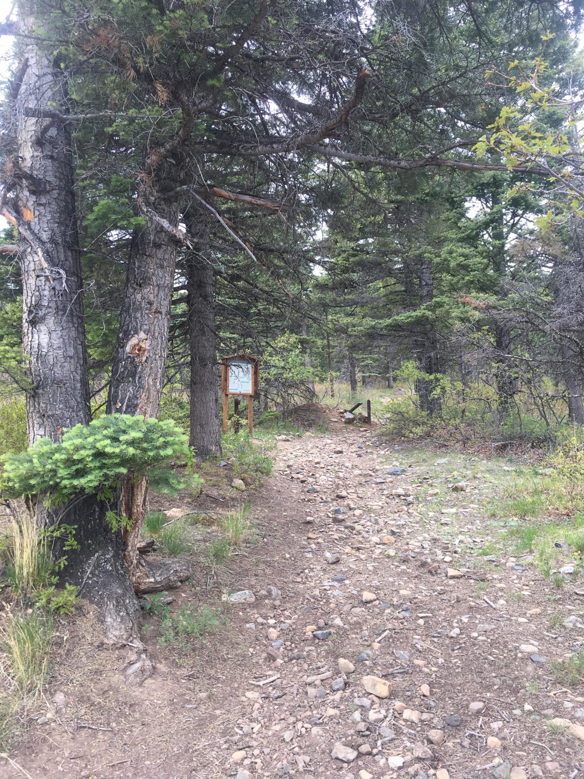 A rocky trail winding through a forest of tall pine trees, with a wooden signpost visible in the background. The path is surrounded by greenery and scattered stones, creating a natural, serene atmosphere. Rainbow Trail: Bear Creek Thd to Kerr Gulch Thd mountain bike trail.