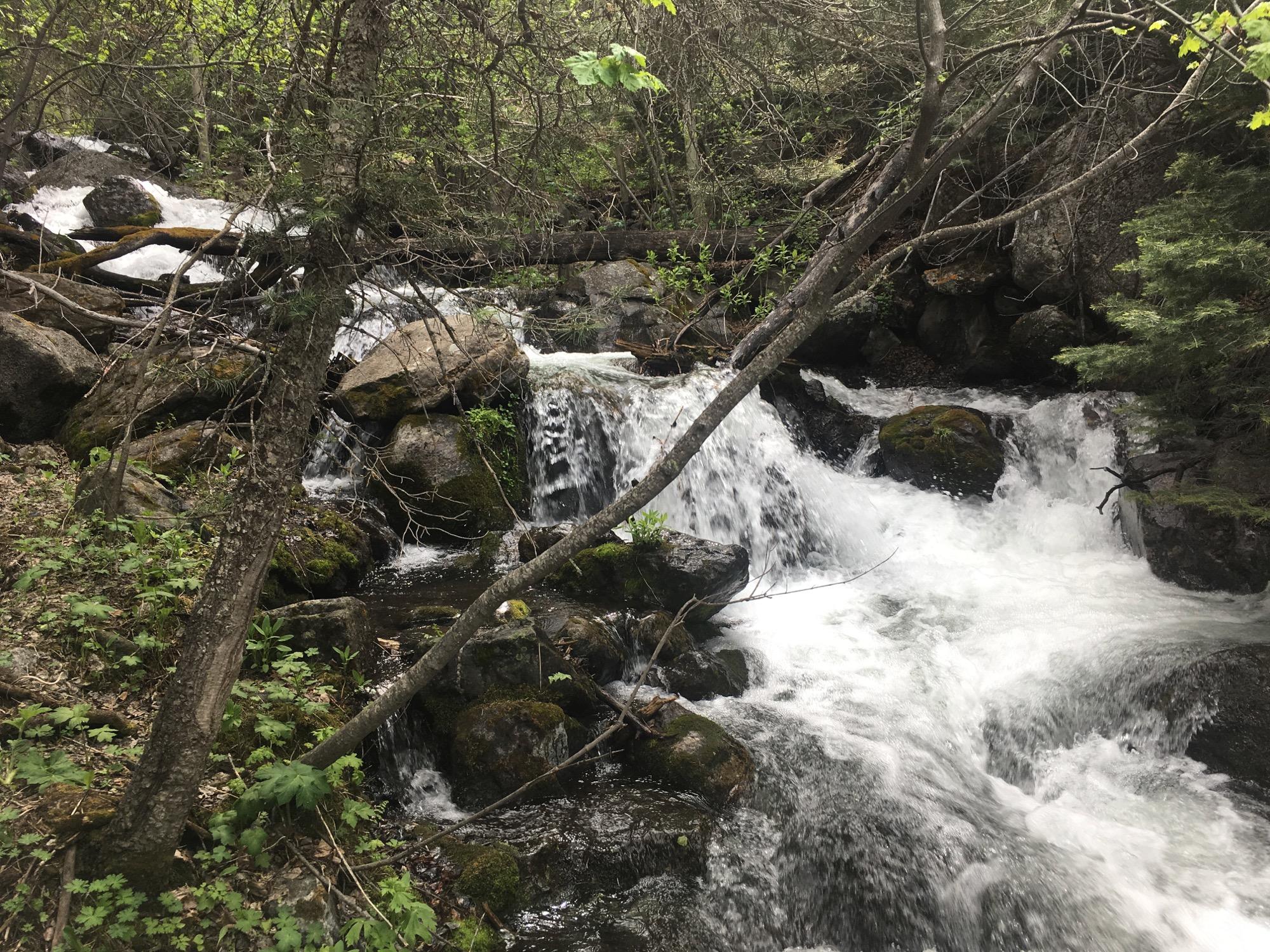 A cascading stream flows over rocks in a lush green forest, surrounded by trees and vibrant foliage. The water sparkles in the light as it tumbles down, creating a tranquil natural scene. Rainbow Trail: Bear Creek Thd to Kerr Gulch Thd mountain bike trail.
