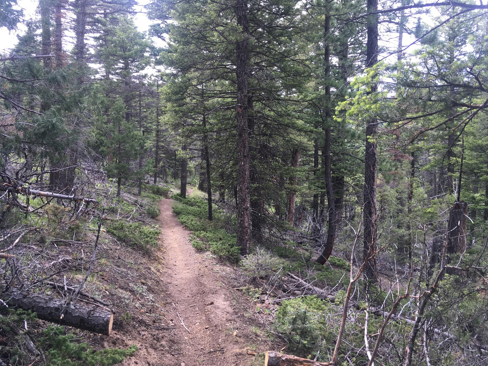 A narrow dirt path meanders through a dense forest filled with tall pine trees. The ground is covered with a mix of soil and green underbrush, while some fallen branches are visible along the sides of the trail. The scene is tranquil and showcases a lush, natural environment. Rainbow Trail: Bear Creek Thd to Kerr Gulch Thd mountain bike trail.