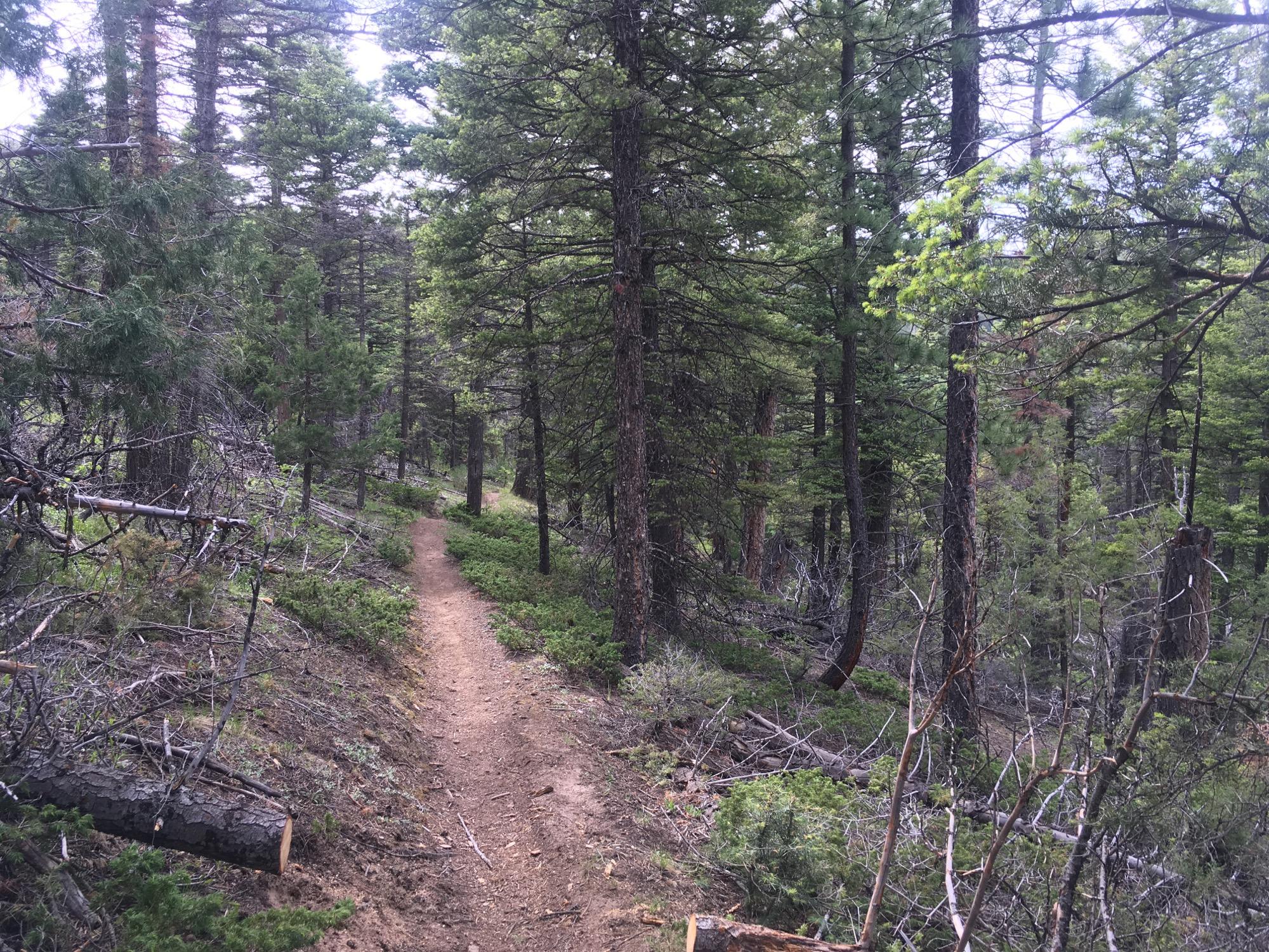 A dirt trail winding through a forest filled with tall evergreen trees and shrubs, with some fallen branches scattered along the path. The scene is serene, under a cloudy sky, showcasing a peaceful and natural outdoor setting. Rainbow Trail: Bear Creek Thd to Kerr Gulch Thd mountain bike trail.