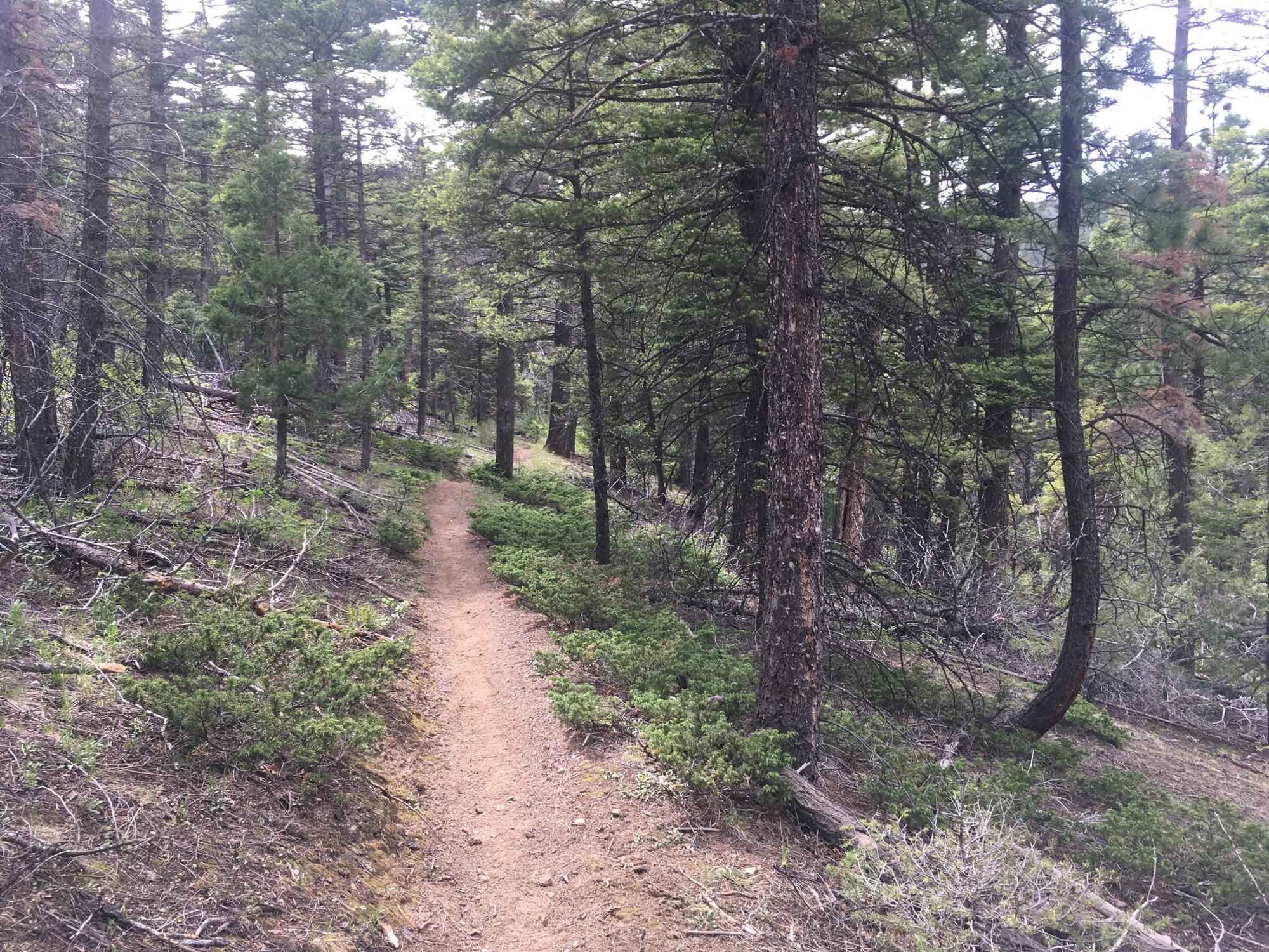A narrow dirt path winds through a dense forest of green pine trees, with patches of low shrubs scattered along the sides. The ground appears uneven with some fallen branches, and the sunlight filters softly through the treetops, creating a serene and inviting atmosphere. Rainbow Trail: Bear Creek Thd to Kerr Gulch Thd mountain bike trail.