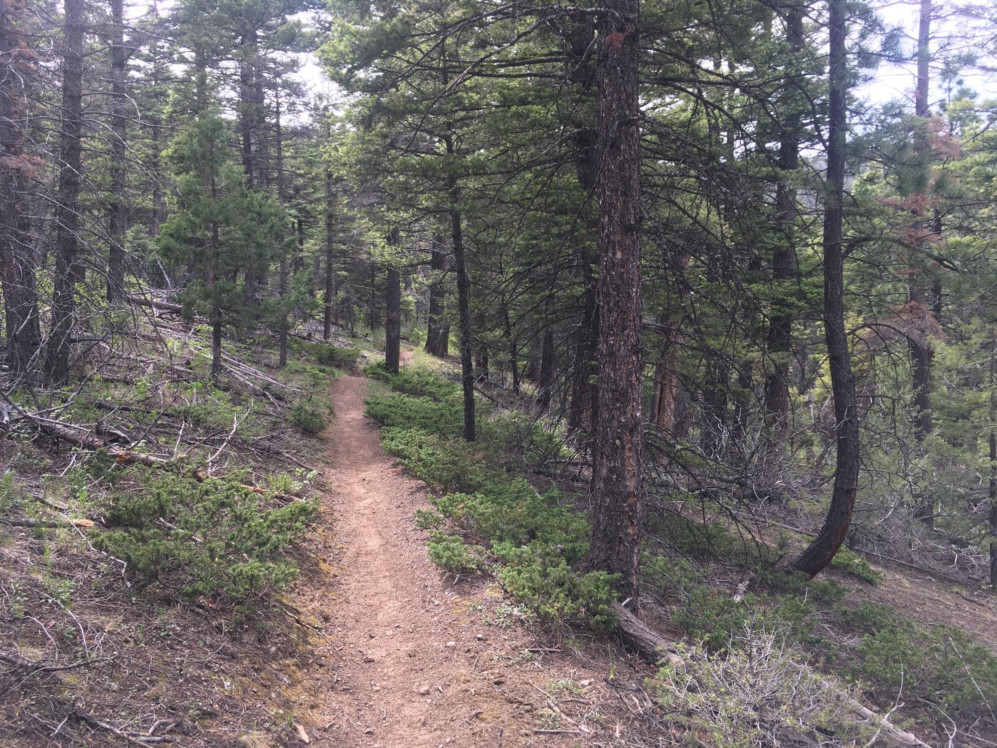 A narrow dirt path winding through a forest of tall evergreen trees, with sparse underbrush and fallen logs on the ground, under soft natural lighting. Rainbow Trail: Bear Creek Thd to Kerr Gulch Thd mountain bike trail.