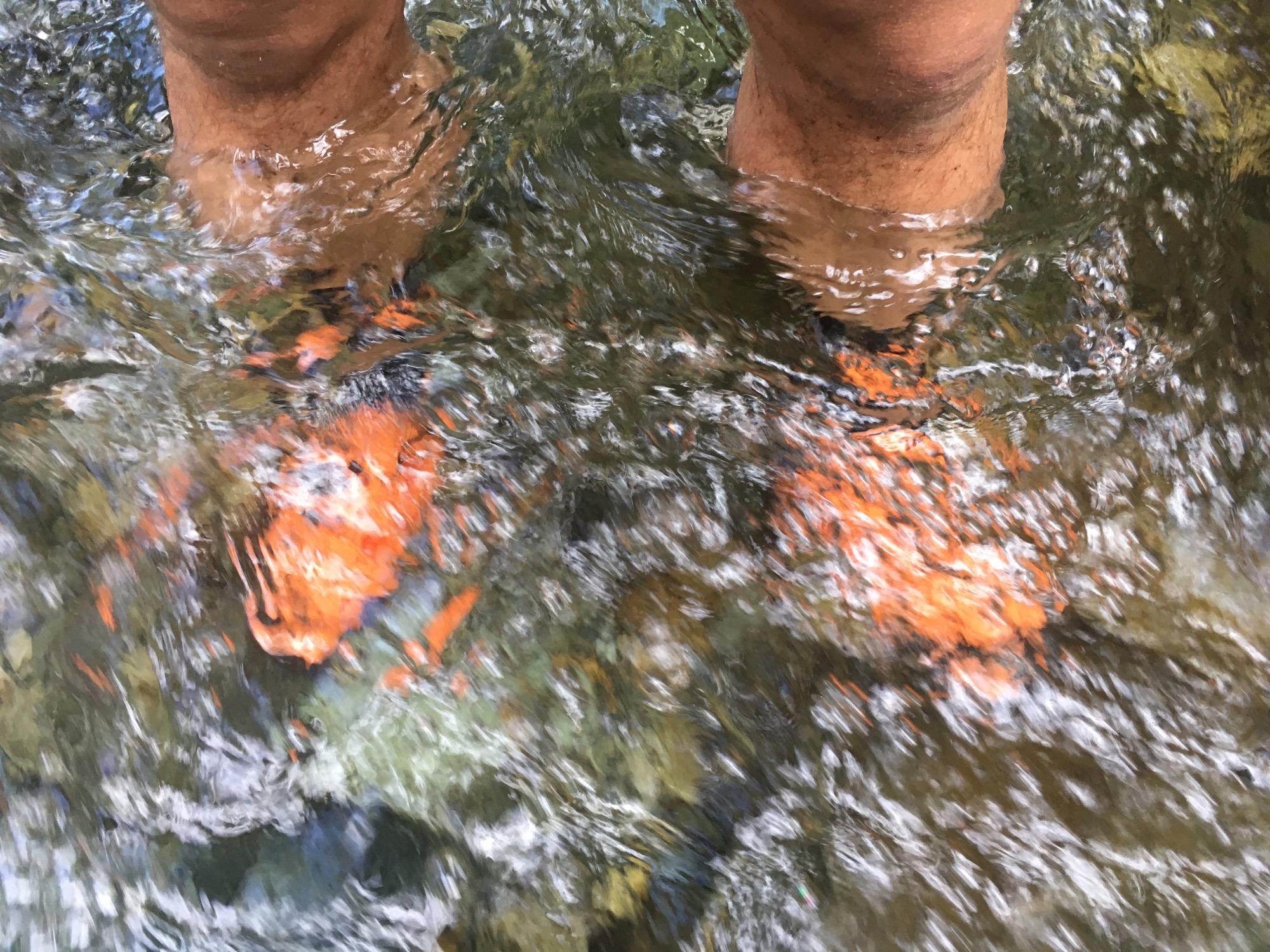 Feet submerged in clear water, with orange footwear partially visible. The surface of the water is reflecting light and creating ripples, suggesting a serene, natural environment. Rainbow Trail: Bear Creek Thd to Kerr Gulch Thd mountain bike trail.