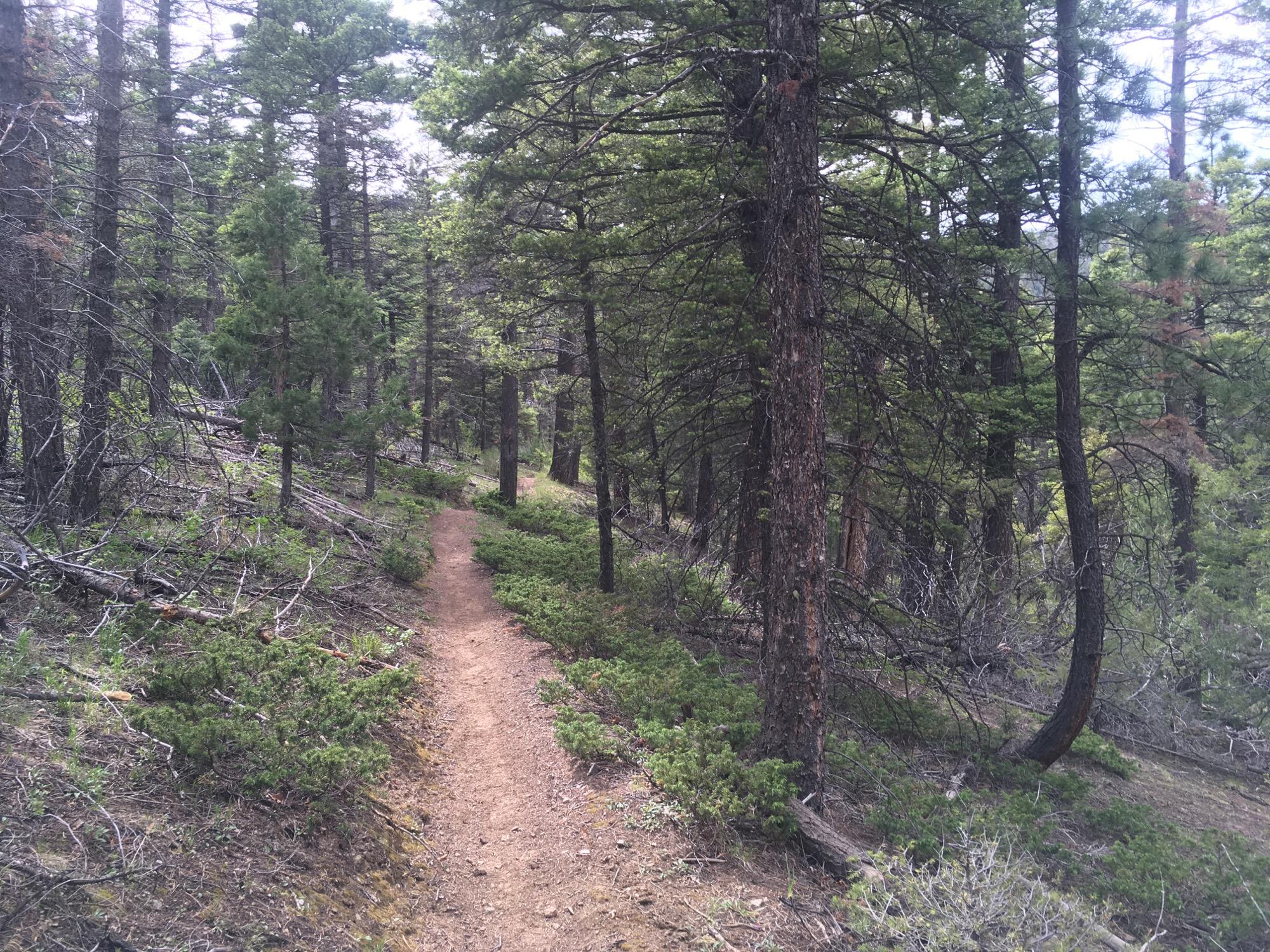 A dirt hiking trail meanders through a dense forest filled with tall pine trees and lush greenery. The path is flanked by small shrubs and scattered logs, with sunlight filtering through the tree branches above, creating a serene and natural atmosphere. Rainbow Trail: Bear Creek Thd to Kerr Gulch Thd mountain bike trail.