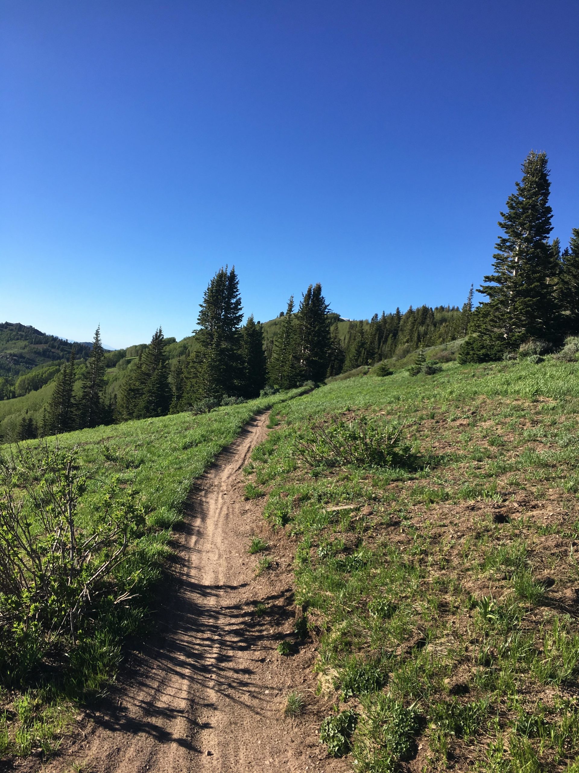A dirt trail winding through a grassy landscape, lined with trees under a clear blue sky. The path gently curves into the distance, surrounded by vibrant green foliage and mountainous terrain. Scott's Bypass mountain bike trail.