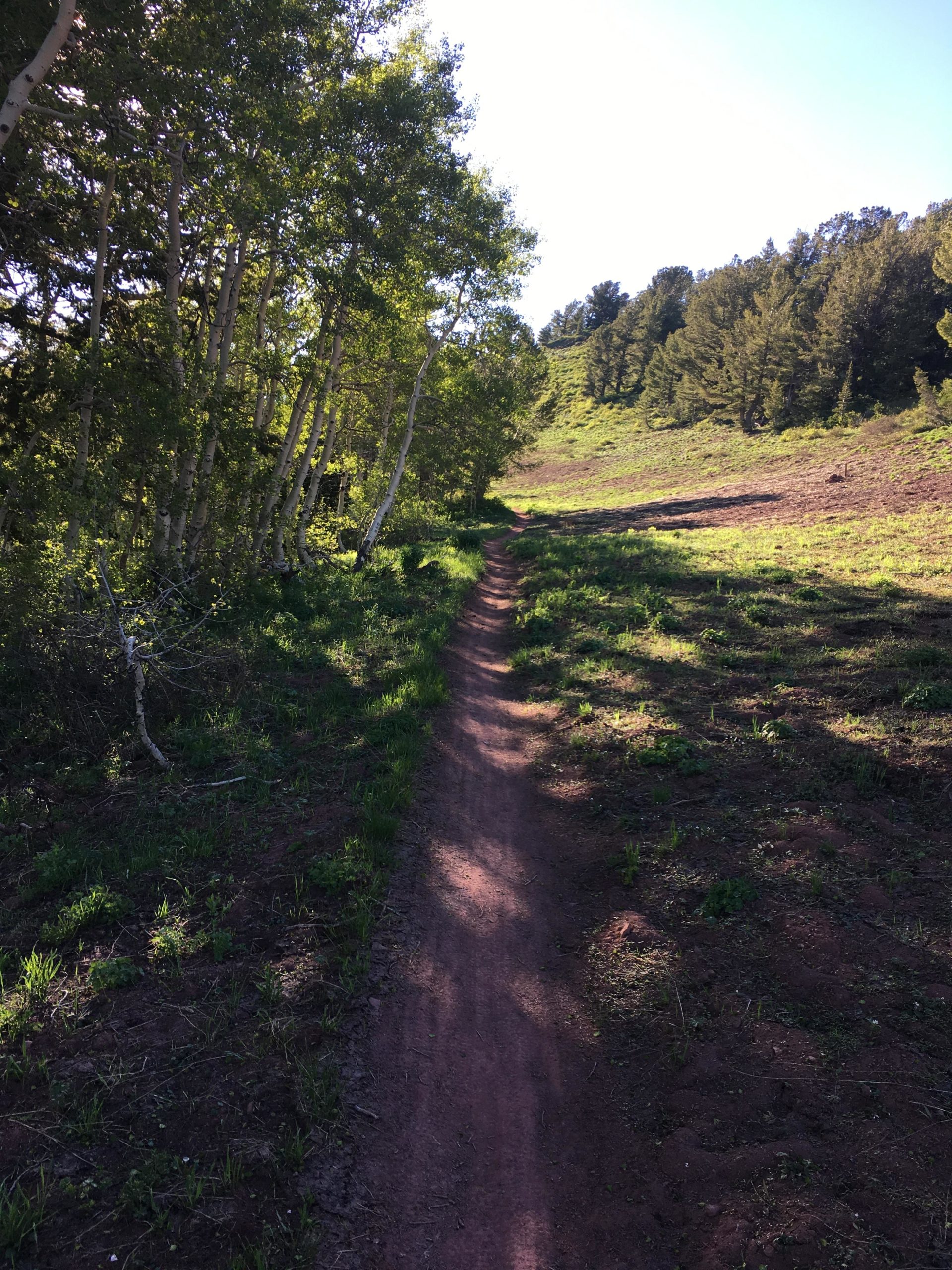 A dirt hiking trail meanders through a forested area, bordered by tall green trees on one side and an open hillside on the other. The sunlight casts soft shadows along the path, which is surrounded by patches of grass and earthy ground. Scott's Bypass mountain bike trail.