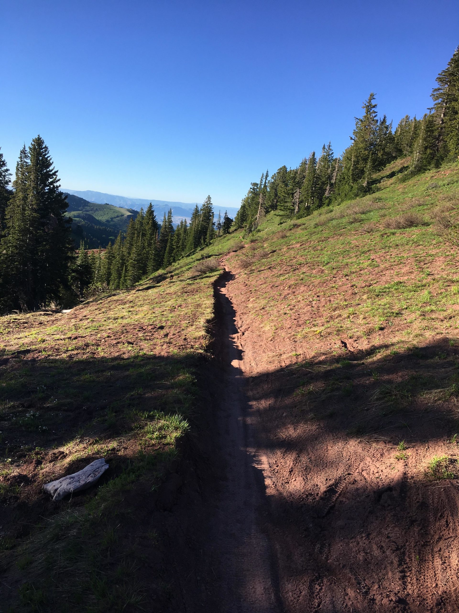 A winding dirt trail cuts through a verdant hillside surrounded by tall green pine trees, under a clear blue sky. The path is narrow and lightly shaded, with a natural, rugged appearance blending into the lush landscape beneath. The mountains are visible in the distance, adding depth to the serene outdoor scene. Scott's Bypass mountain bike trail.