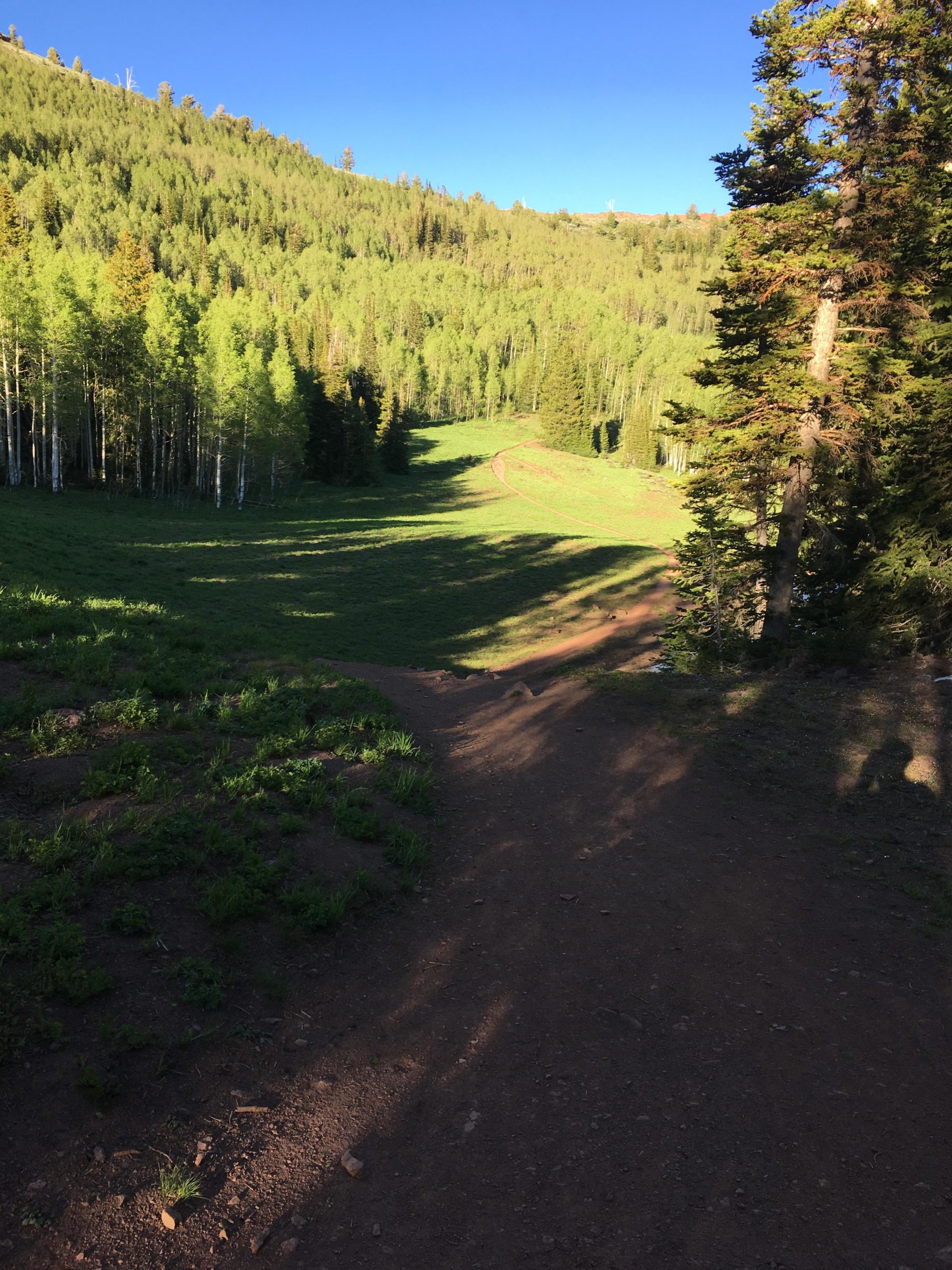 A scenic view of a lush green landscape surrounded by tall trees, with a dirt path winding through a meadow. The sky is clear and blue, illuminating the vibrant greenery of the forest. Sunlight casts gentle shadows on the ground, creating a serene outdoor atmosphere. Scott's Bypass mountain bike trail.