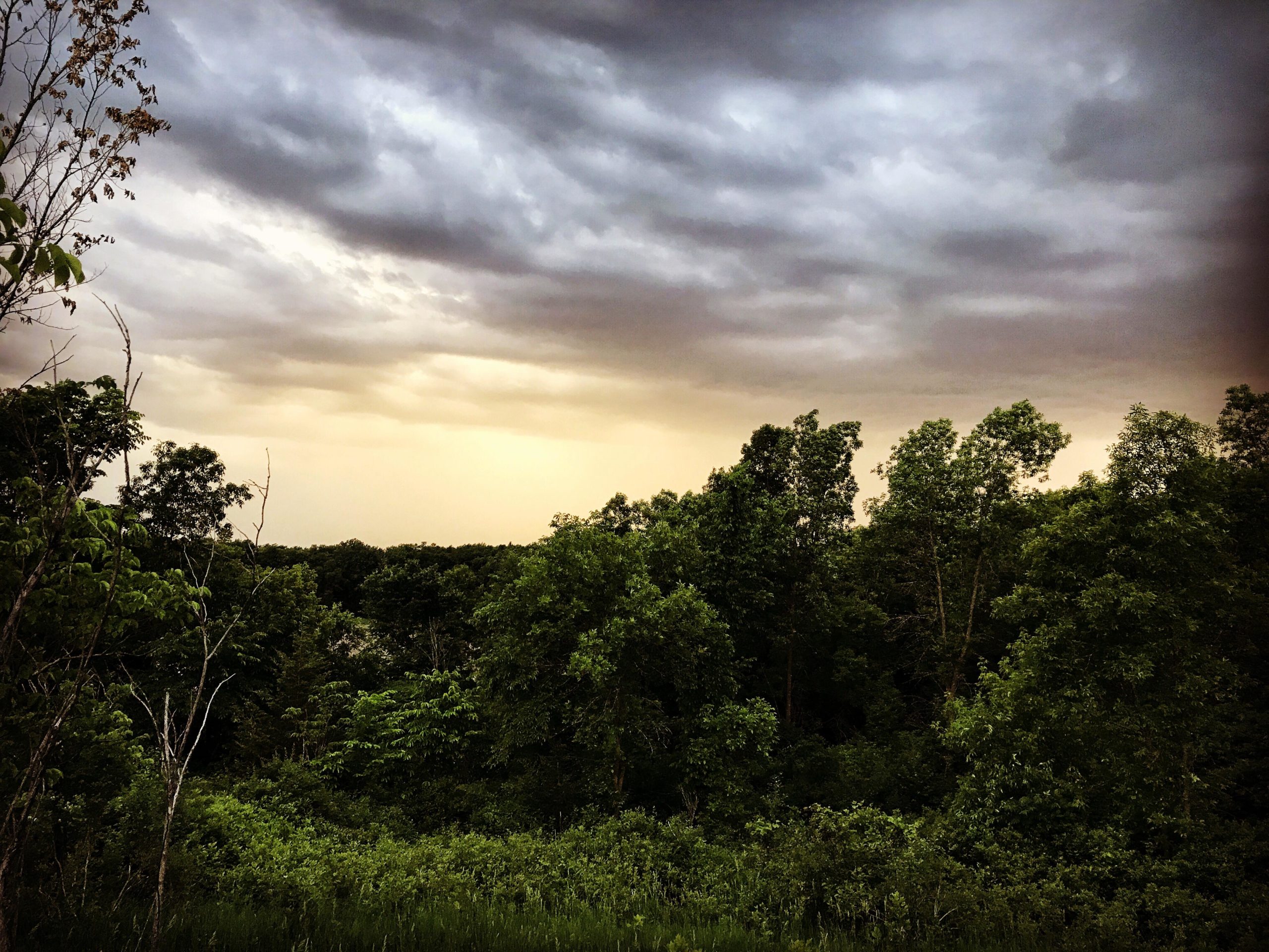 A scenic view of a dense forest under a dramatic sky filled with dark, billowing clouds and a hint of evening light on the horizon. The foreground features lush green foliage and scattered trees, while the background showcases a vast expanse of treetops fading into the distance. Elm Creek Park mountain bike trail.