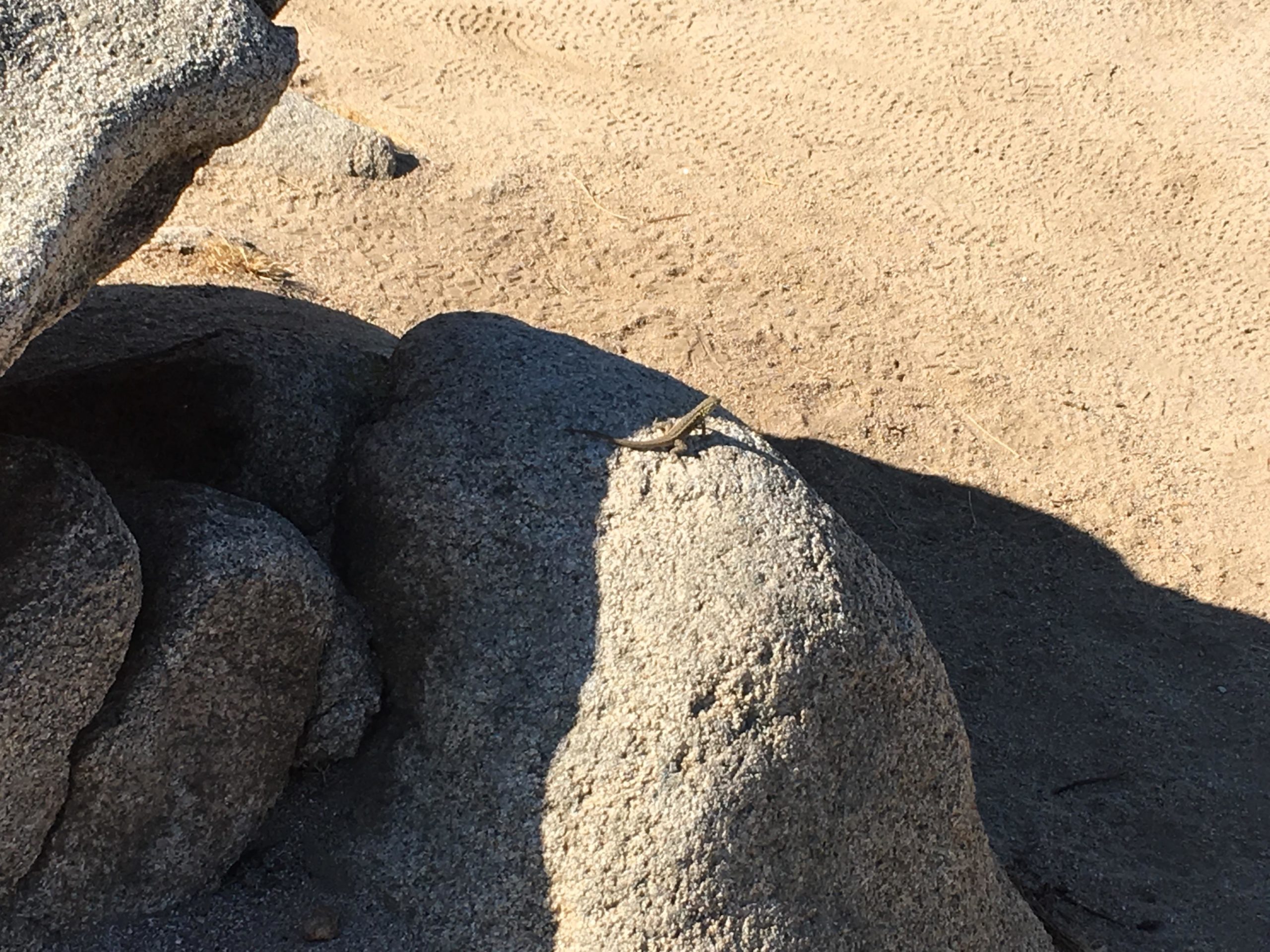 A small lizard sunbathing on a rock in a sandy area, with larger rocks in the background. Sycamore Canyon Park mountain bike trail.