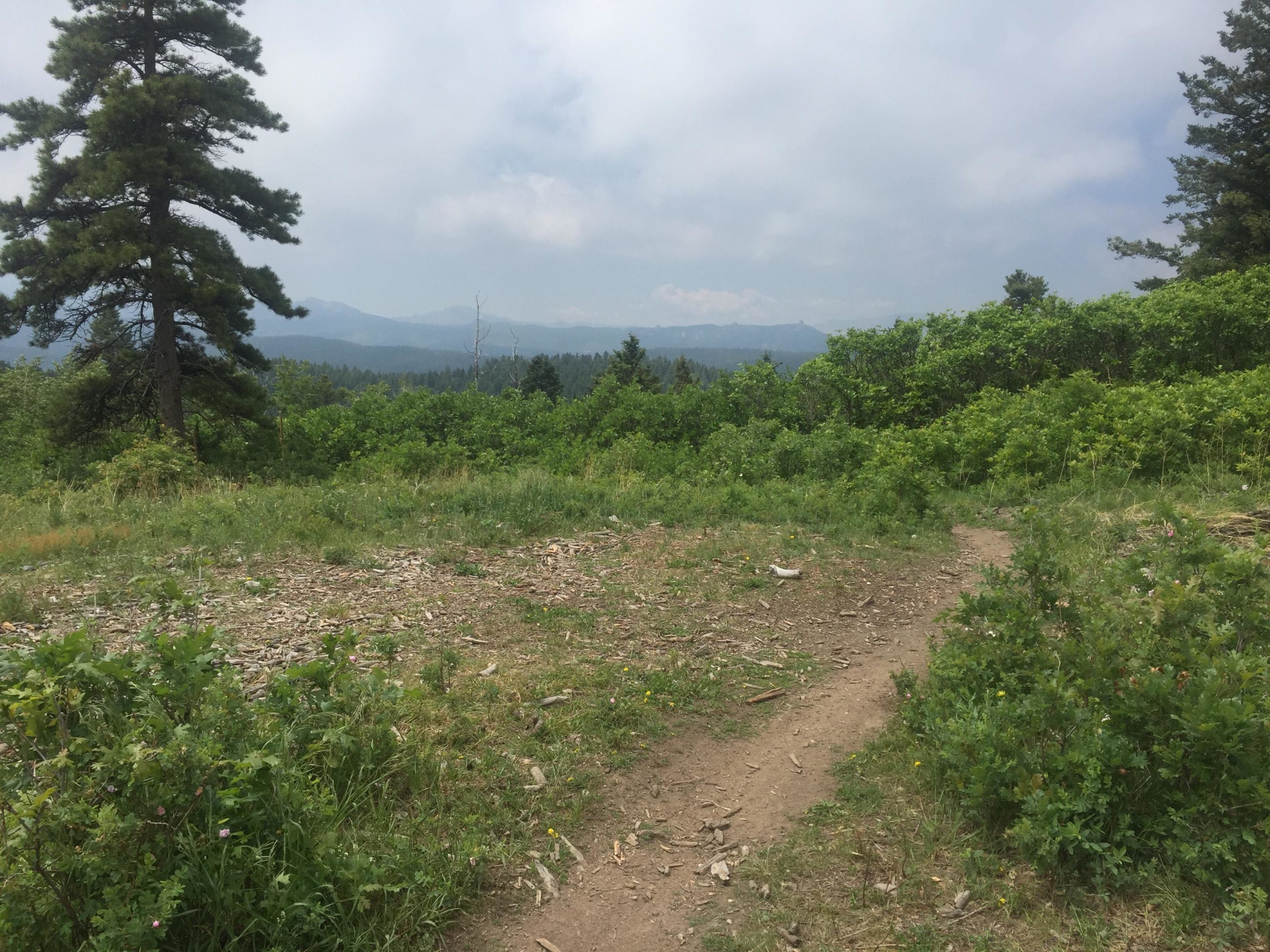 A scenic view of a mountainous landscape featuring a sandy path winding through lush greenery. A tall pine tree stands on the left, while clusters of shrubs and wildflowers inhabit the foreground. In the distance, rolling mountains are partially obscured by a cloudy sky, creating a serene and inviting atmosphere. Indian Creek Loop mountain bike trail.