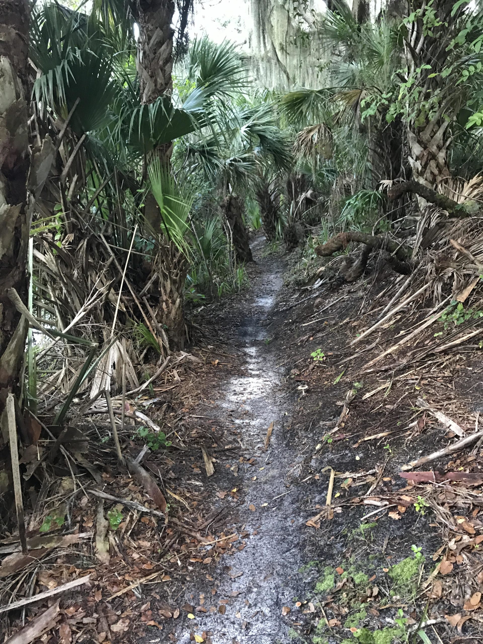 A narrow trail winding through a dense, tropical forest, lined with tall palm trees and underbrush. The path is slightly muddy, indicating recent use, and is surrounded by lush greenery and fallen leaves. Hillsborough mountain bike trail.