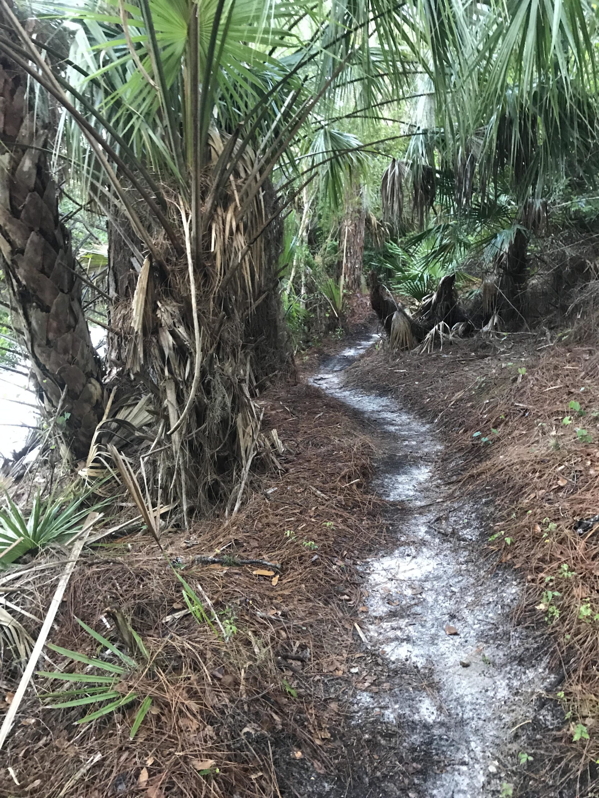 A narrow, winding trail lined with lush palm trees and underbrush, leading through a dense, natural environment. The path is partially covered with pine needles and hints of sandy soil, suggesting a secluded area, possibly near a body of water. Hillsborough mountain bike trail.