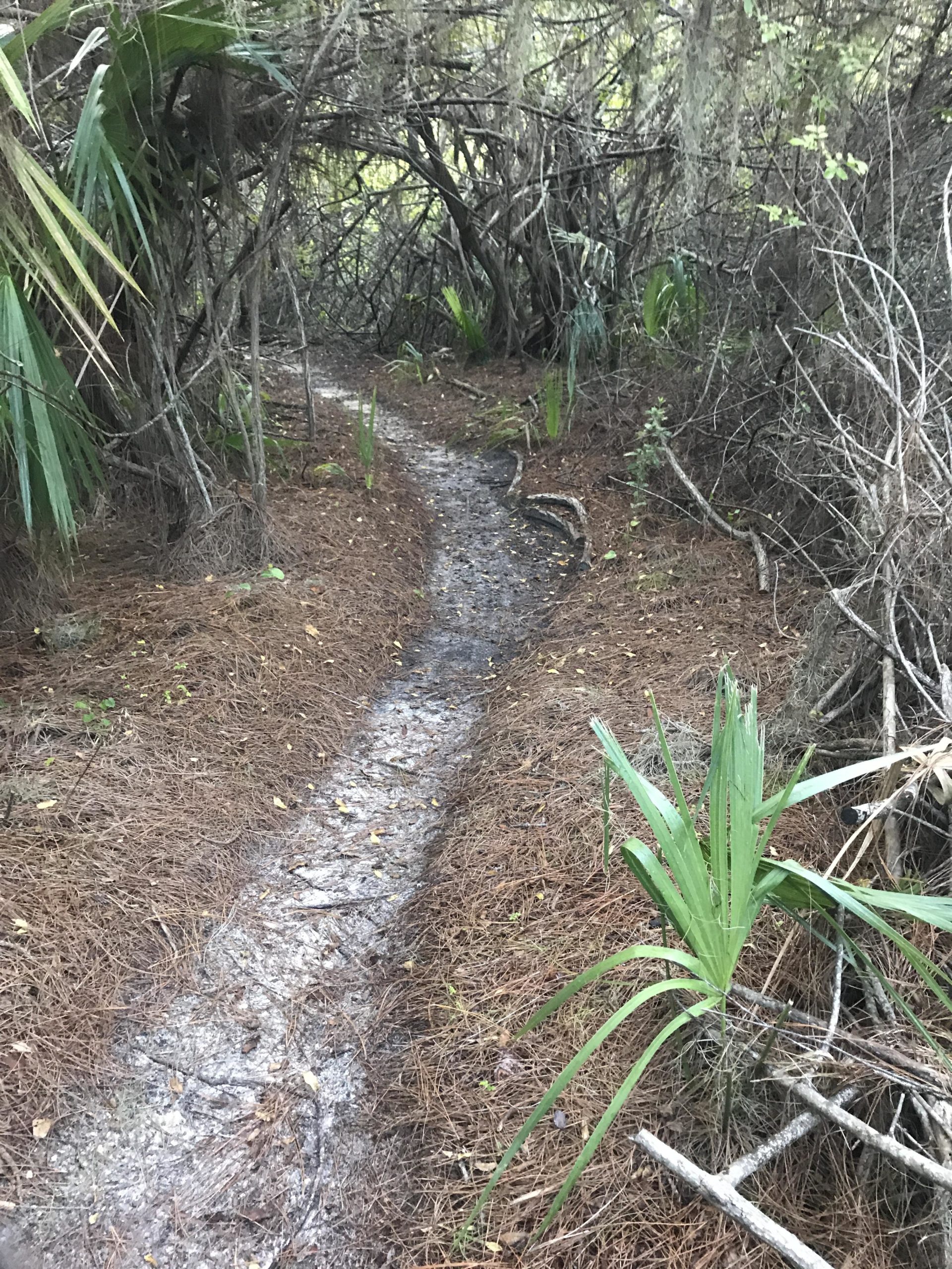 A narrow dirt path winding through a dense area of foliage and underbrush, surrounded by pine needles and various plants, indicating a natural trail in a wooded environment. Hillsborough mountain bike trail.