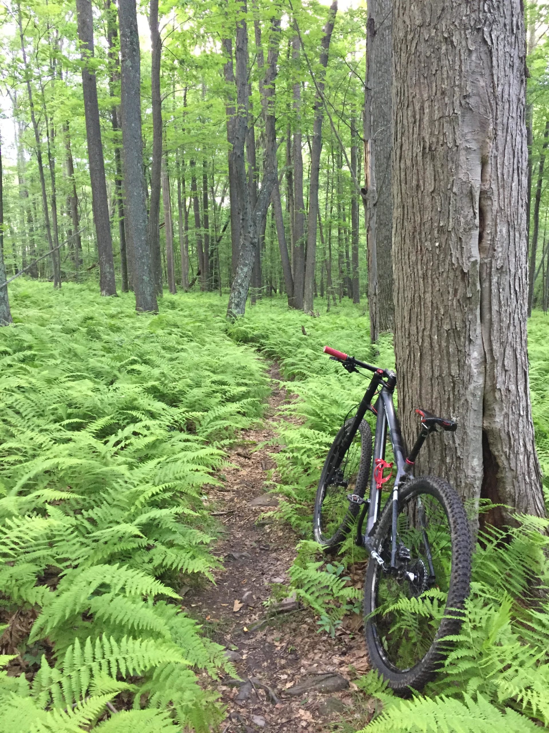 A mountain bike resting against a tree on a narrow dirt trail surrounded by lush green ferns and trees in a dense forest. The scene captures a serene moment in nature, perfect for outdoor enthusiasts. Moon Lake Park mountain bike trail.