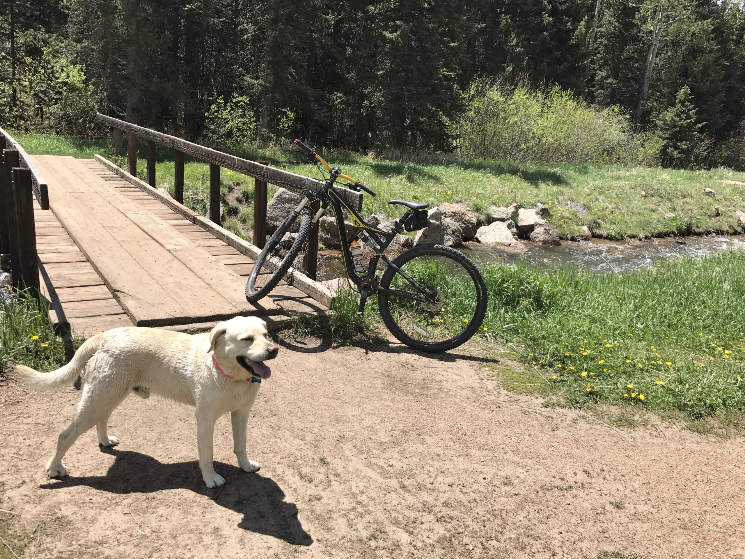 A yellow Labrador Retriever stands on a dirt path near a wooden bridge, next to a parked mountain bike. In the background, a flowing creek can be seen, surrounded by lush greenery and trees under a clear sky. Rampart Reservoir mountain bike trail.