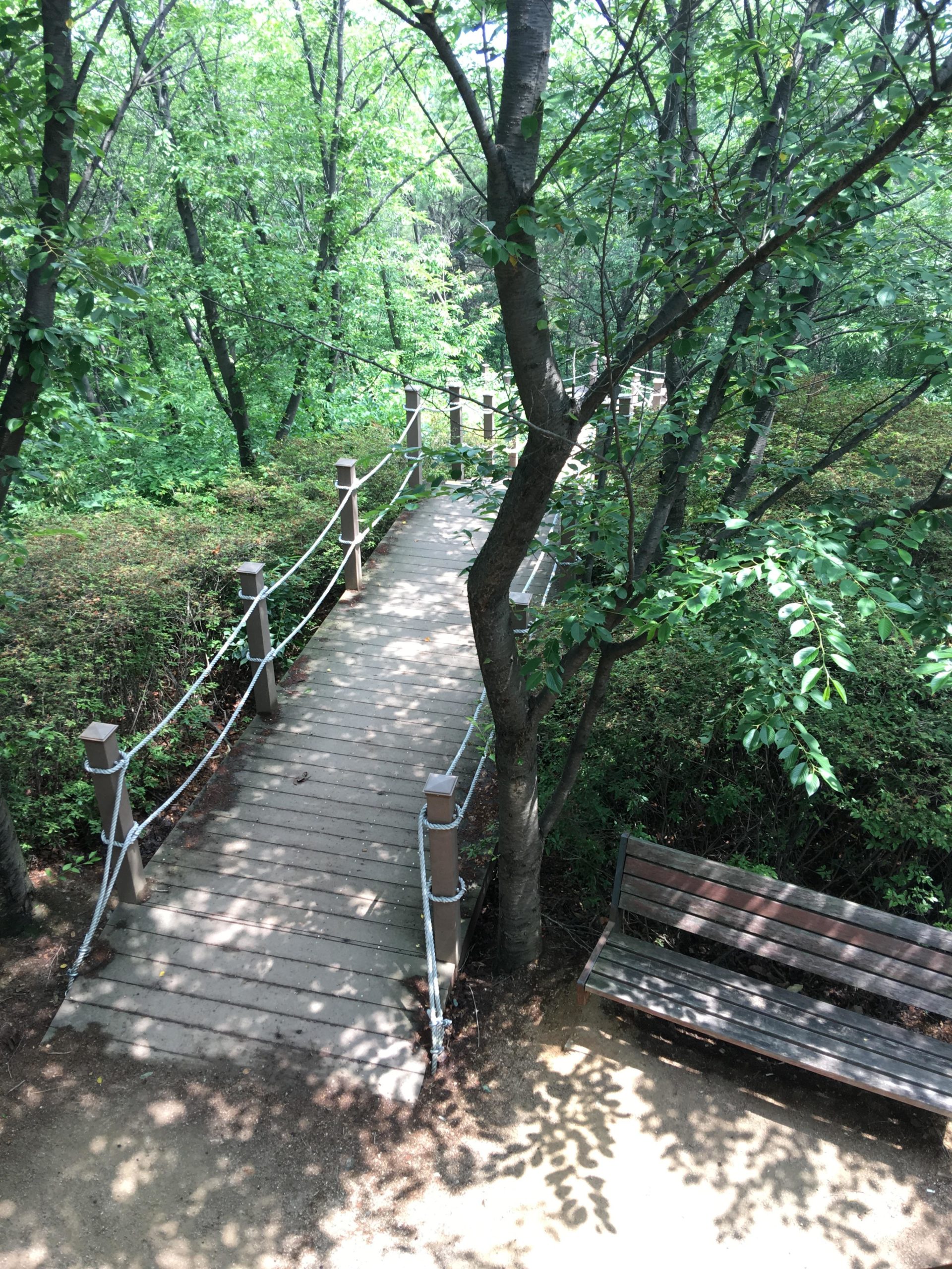 A wooden footbridge surrounded by lush green trees and bushes in a peaceful forest setting, with a bench visible nearby. Sunlight filters through the leaves, creating a serene atmosphere. Buraksan mountain bike trail.