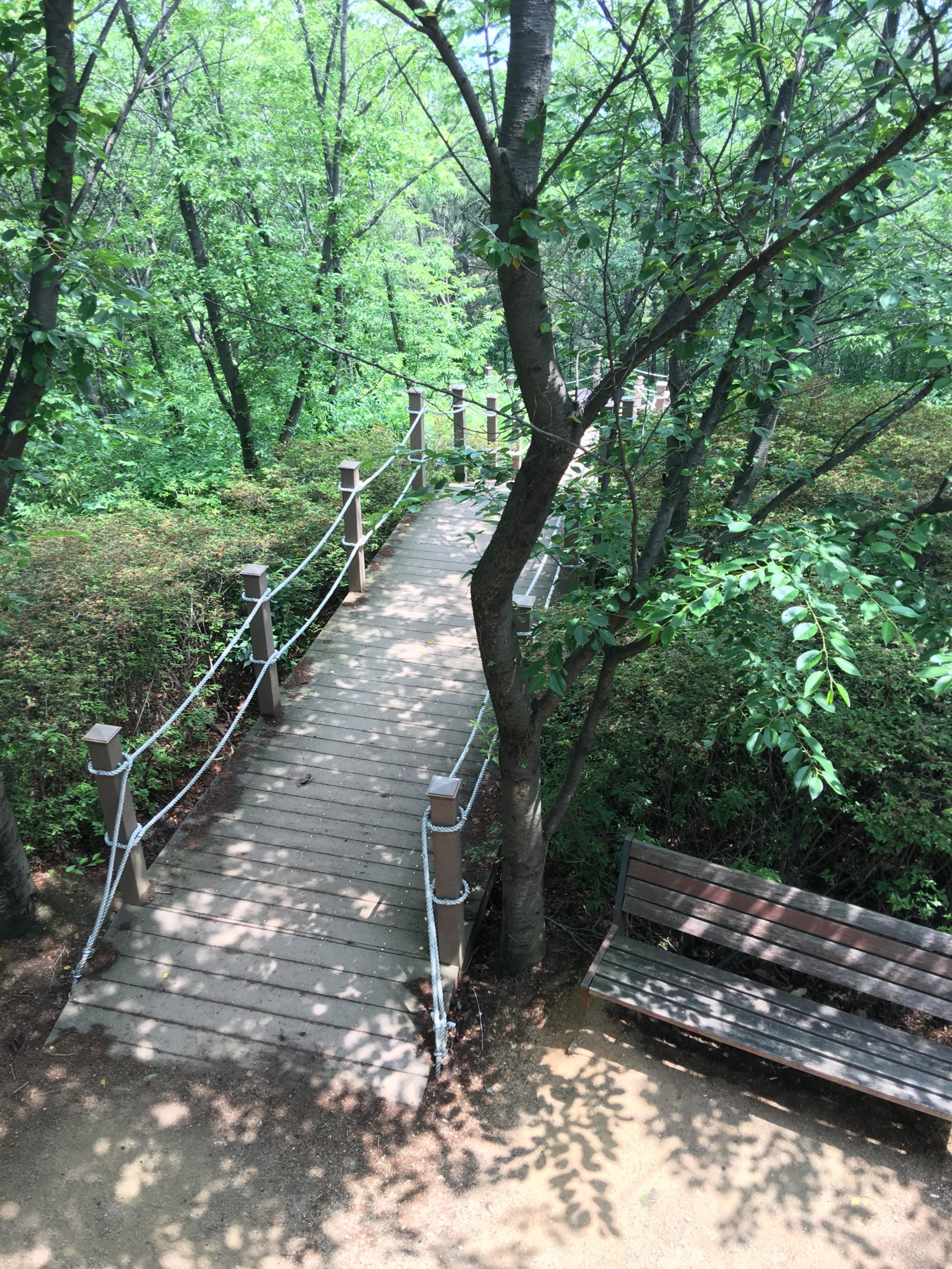 A wooden bridge leads through a lush green forest, surrounded by trees and shrubbery. A wooden bench is positioned nearby, partially shaded by the trees. Sunlight filters through the leaves, creating a tranquil and inviting atmosphere. Buraksan mountain bike trail.