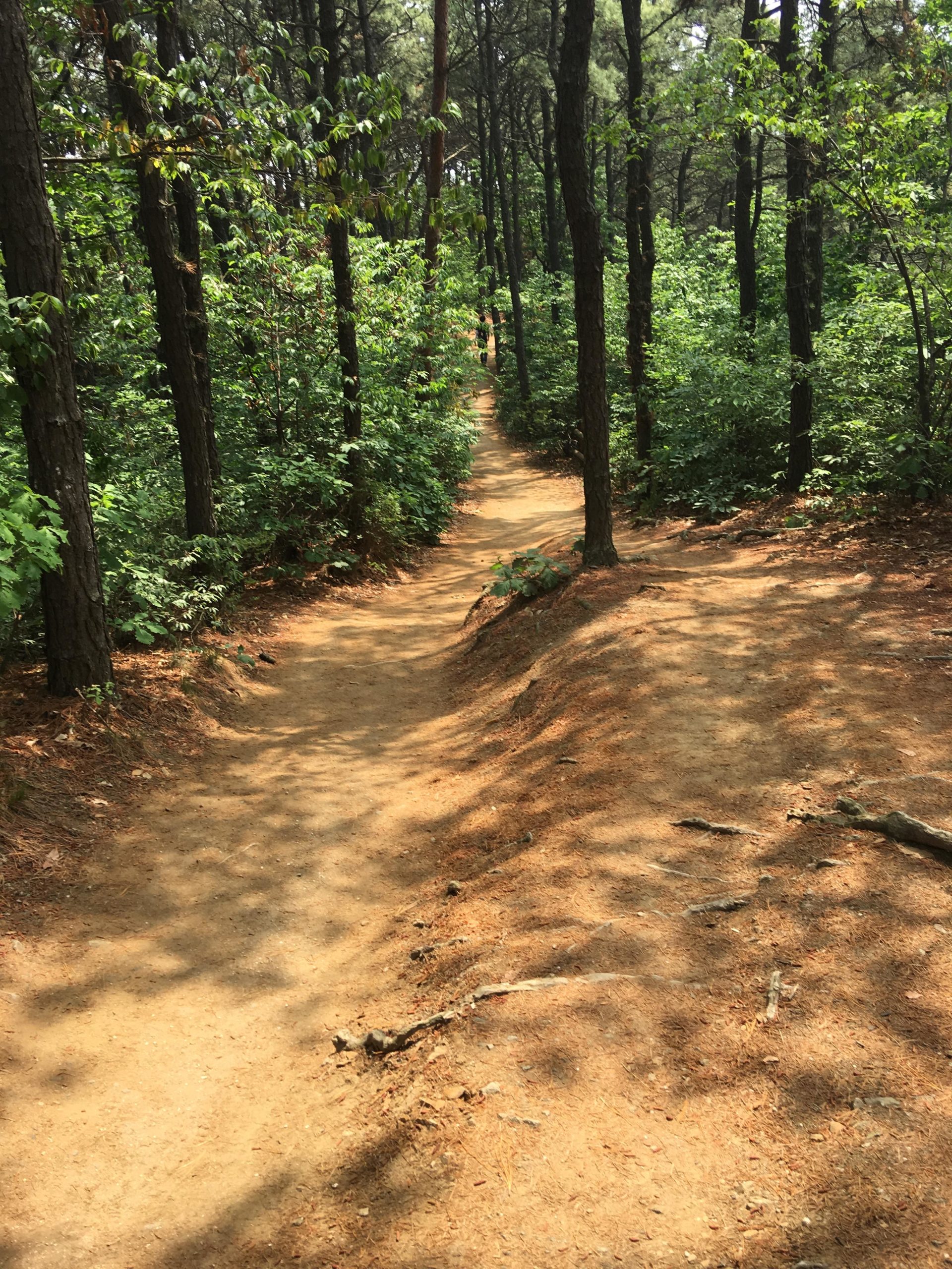 A winding dirt path through a lush green forest, surrounded by tall trees and dense foliage. Sunlight filters through the leaves, casting dappled shadows on the trail. Buraksan mountain bike trail.