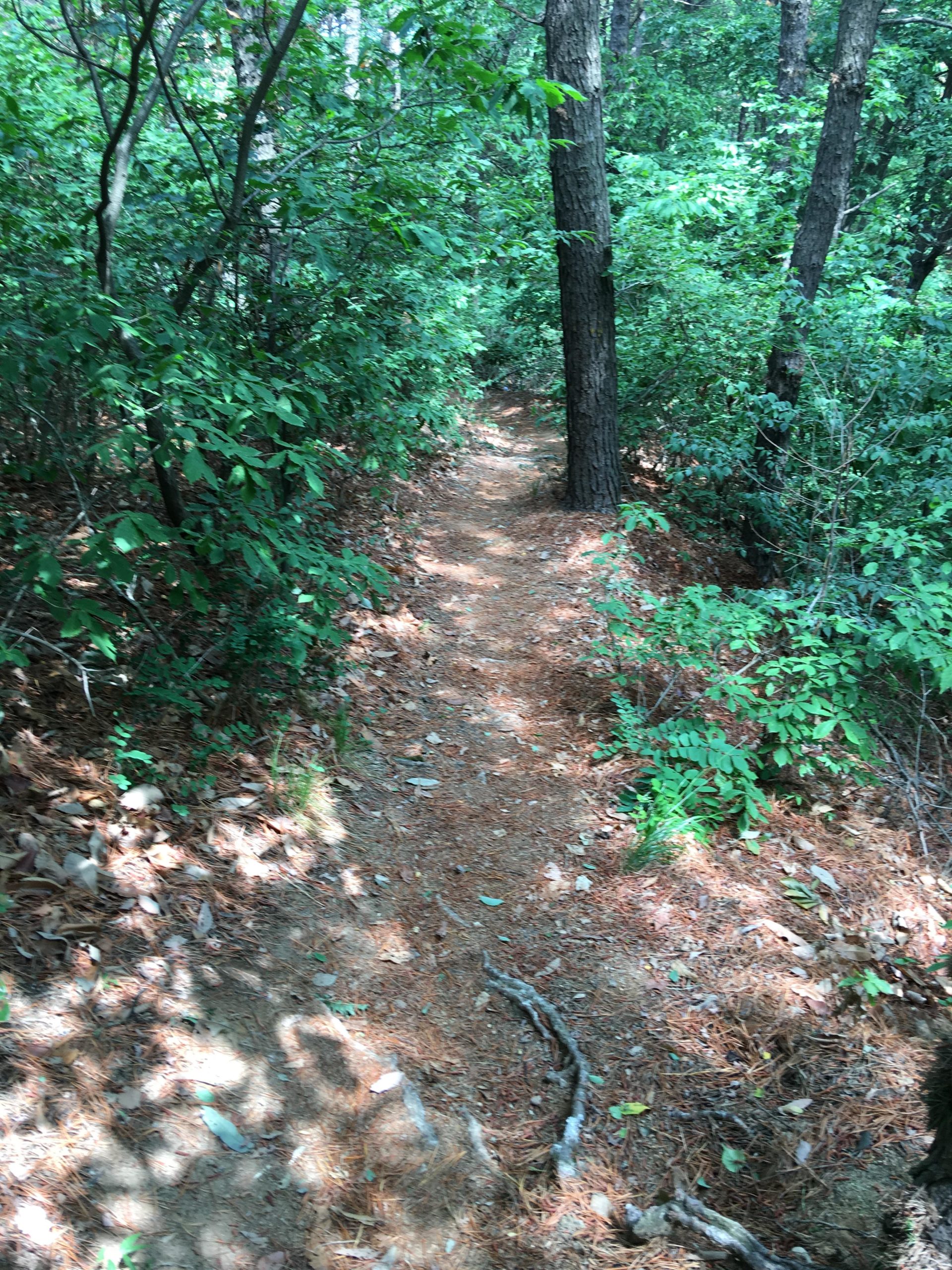 A narrow dirt trail winding through a lush forest, surrounded by dense greenery and tall trees. Pine needles and fallen leaves cover the ground, creating a natural path that disappears into the foliage. Soft sunlight filters through the leaves, illuminating the scene. Buraksan mountain bike trail.