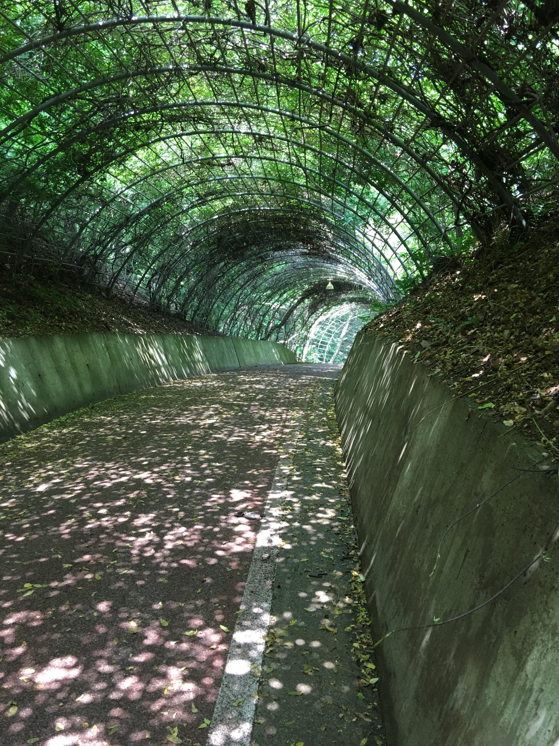 A serene, overgrown path enclosed by a green, arching trellis, with sunlight filtering through the leaves, casting dappled shadows on the ground. The path is flanked by concrete walls on either side, lined with fallen leaves, creating a peaceful and inviting atmosphere. Buraksan mountain bike trail.