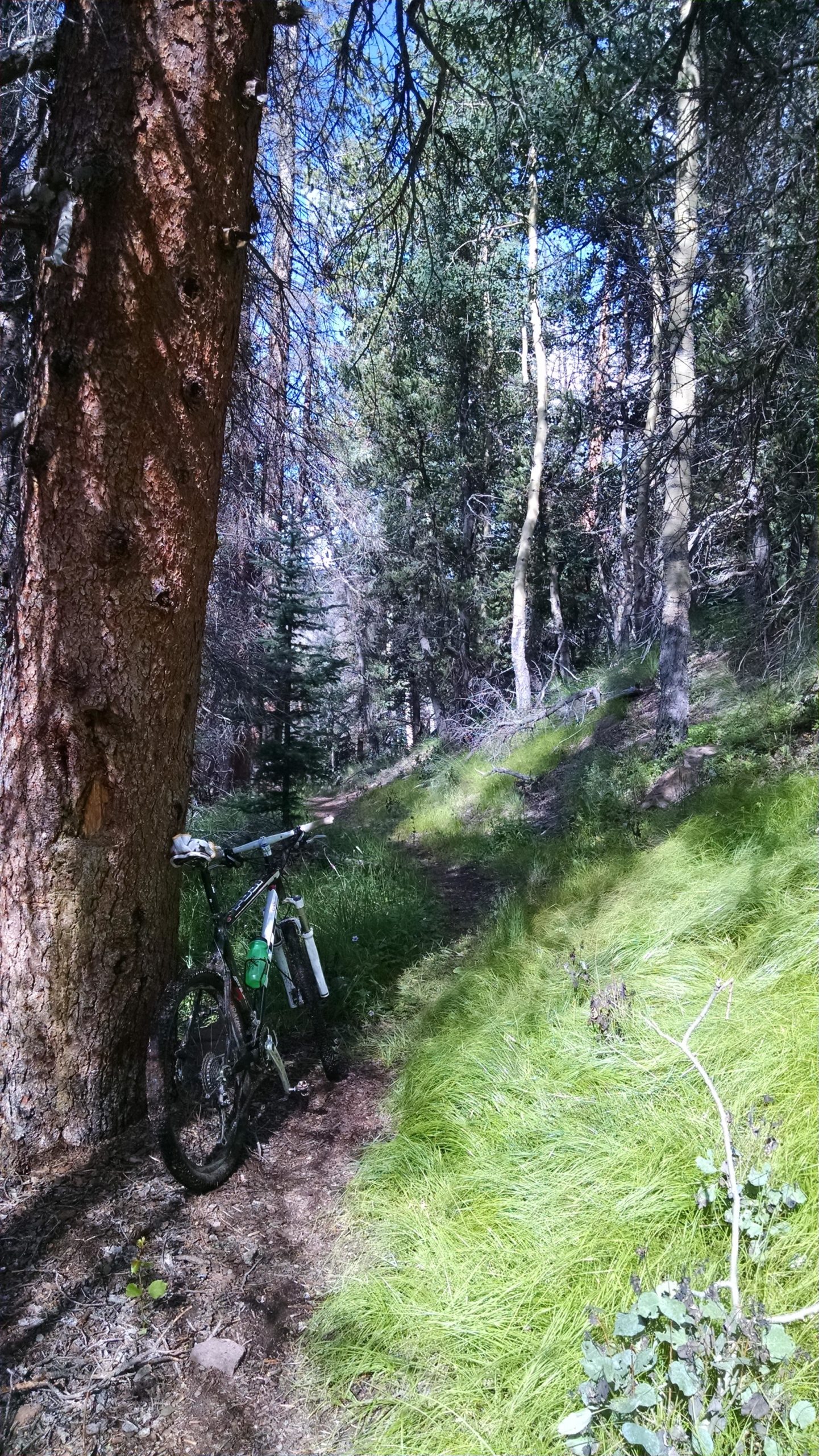 A mountain bike leaning against a tree on a forested trail surrounded by tall grass and trees. The sky is blue with some visible clouds, creating a serene outdoor setting. Deep Creek Trail mountain bike trail.