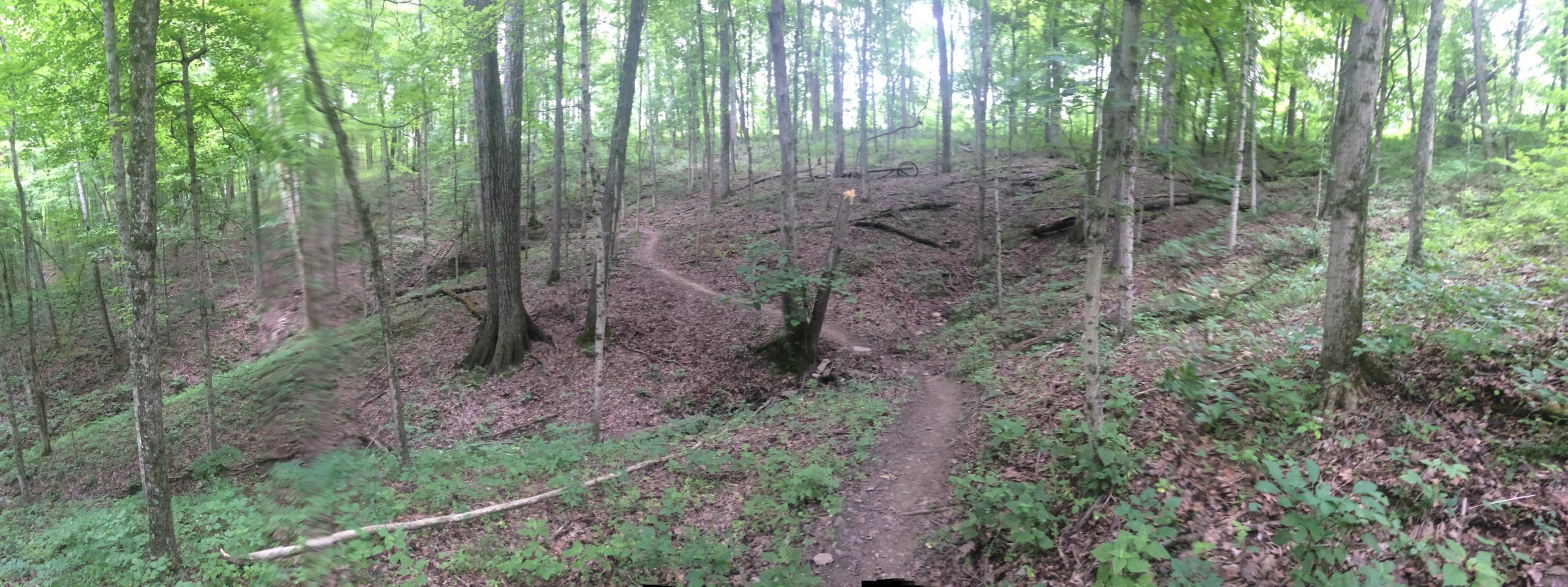 A panoramic view of a dense forest with lush green trees, sunlight filtering through the canopy. A winding dirt trail snakes up a gentle slope, surrounded by fallen leaves and underbrush, inviting exploration into the serene woodland setting. Skullbuster mountain bike trail.