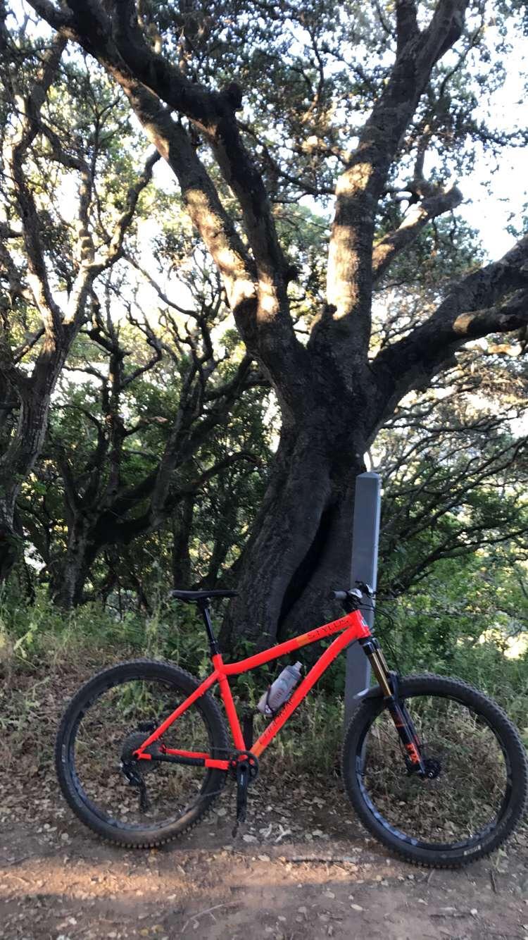 Chromag Stylus: A bright red mountain bike parked beside a large tree in a wooded area. The sunlight filters through the leaves, creating dappled shadows on the ground. A water bottle is attached to the bike frame, and a trail marker can be seen in the background.