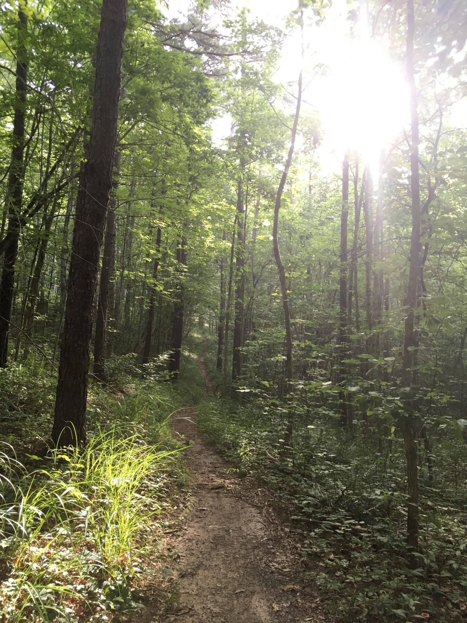 A serene forest path surrounded by tall trees and lush green foliage, with sunlight filtering through the leaves, creating a peaceful atmosphere. Lake Trail mountain bike trail.