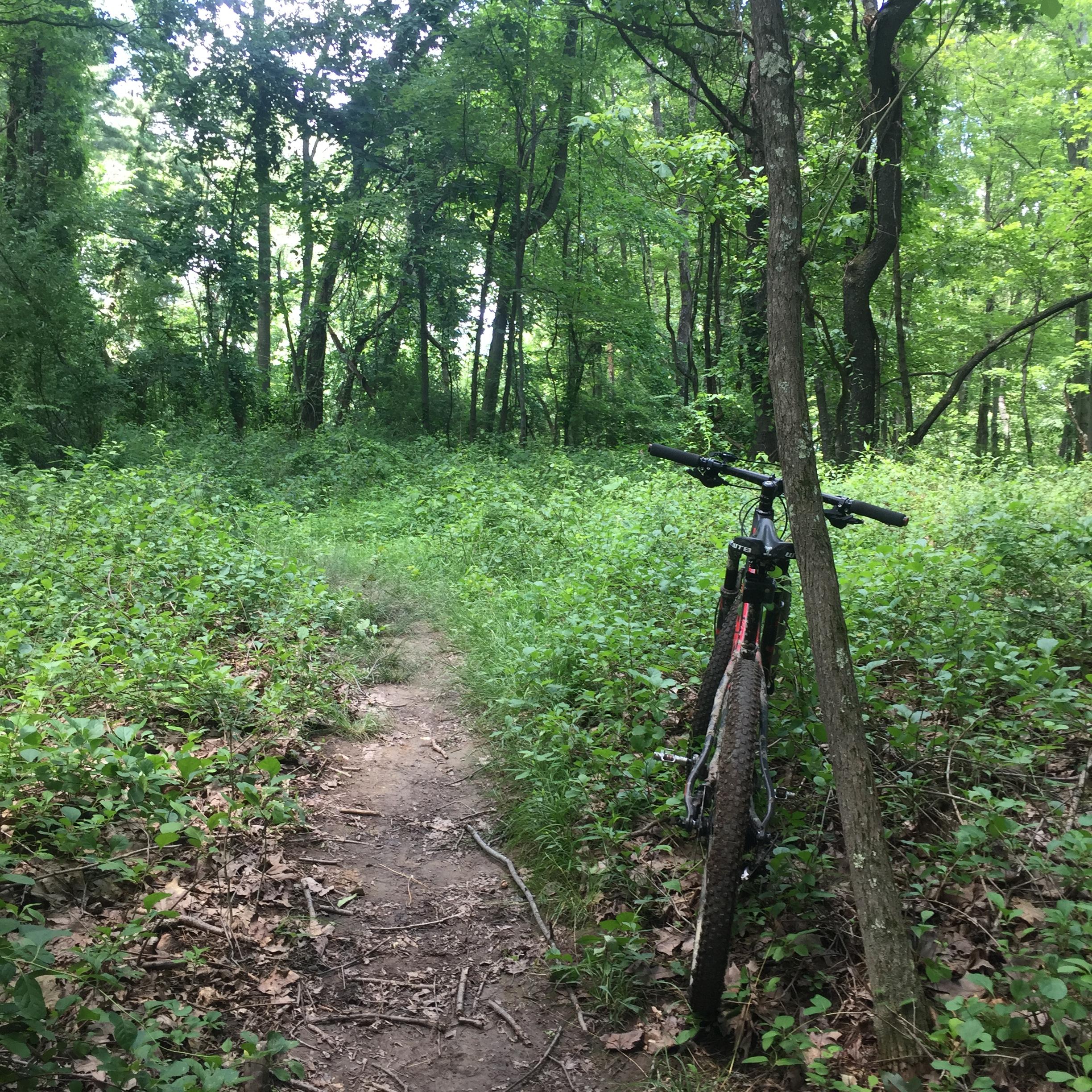 A mountain bike is resting against a tree along a narrow dirt path in a lush green forest. The scene is surrounded by dense vegetation, including tall grasses and underbrush, with sunlight filtering through the canopy above. North Park mountain bike trail.