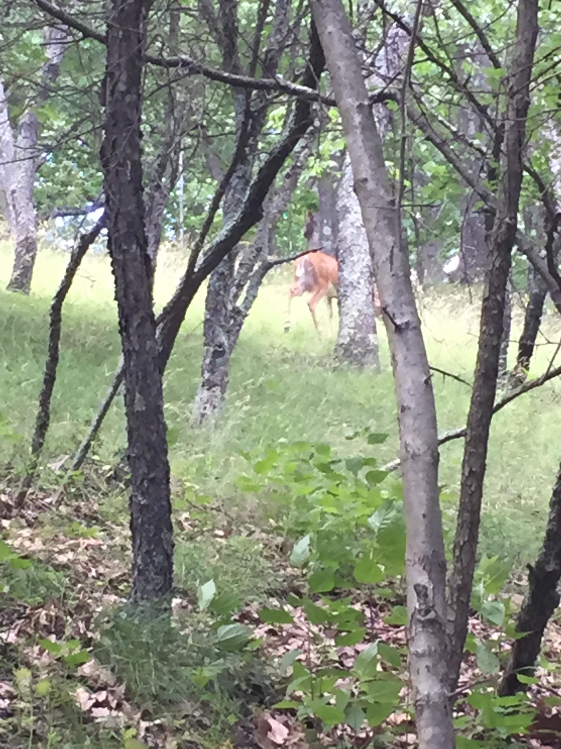 A deer grazing in a grassy clearing surrounded by trees and underbrush. The scene is partially obscured by tree trunks and greenery, creating a natural woodland setting. North Park mountain bike trail.